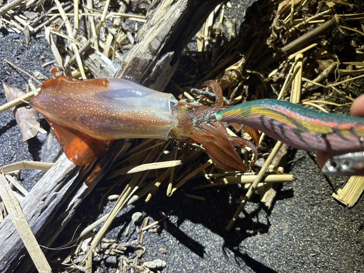 短時間エギング
潮止まり直前のちっちゃい1匹🦑