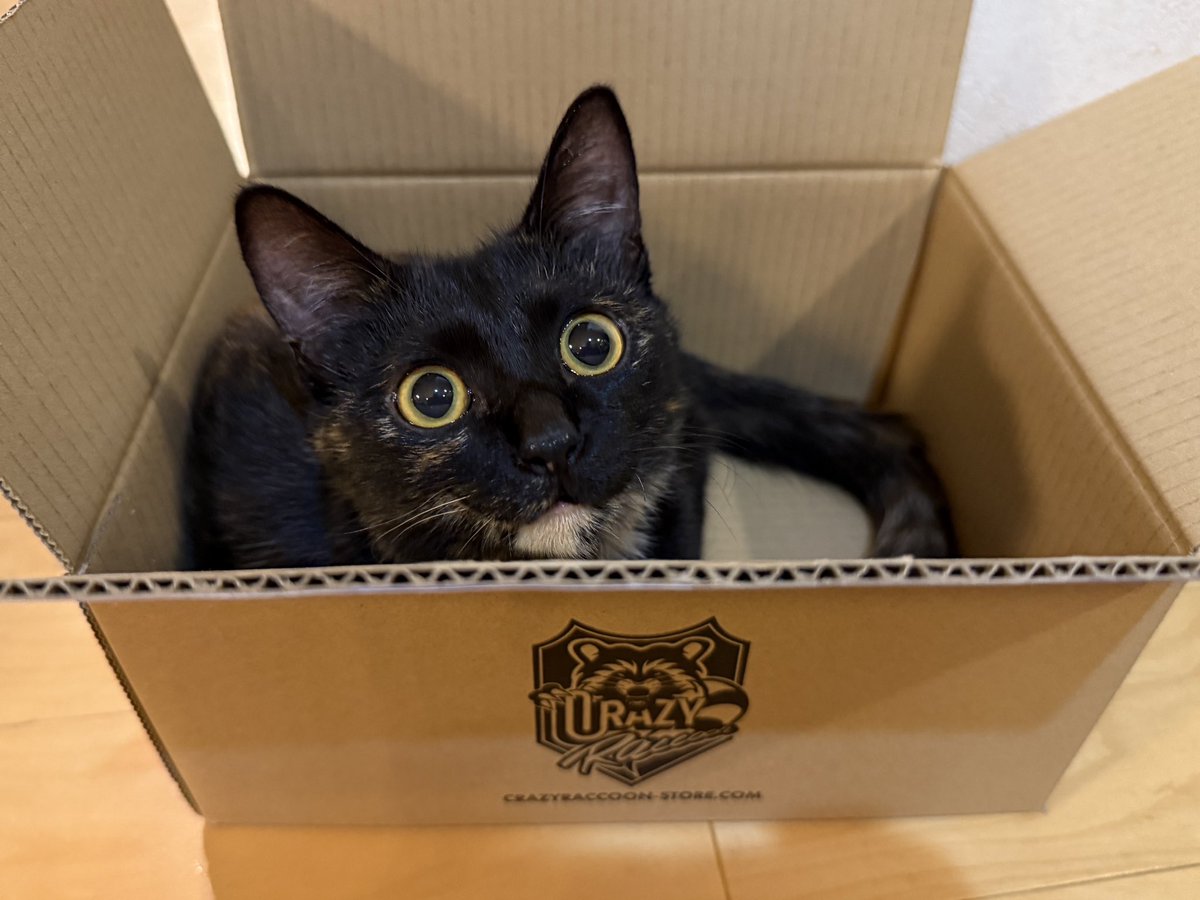 猫 愛の箱を覗く ※額装済み Yu on X: 