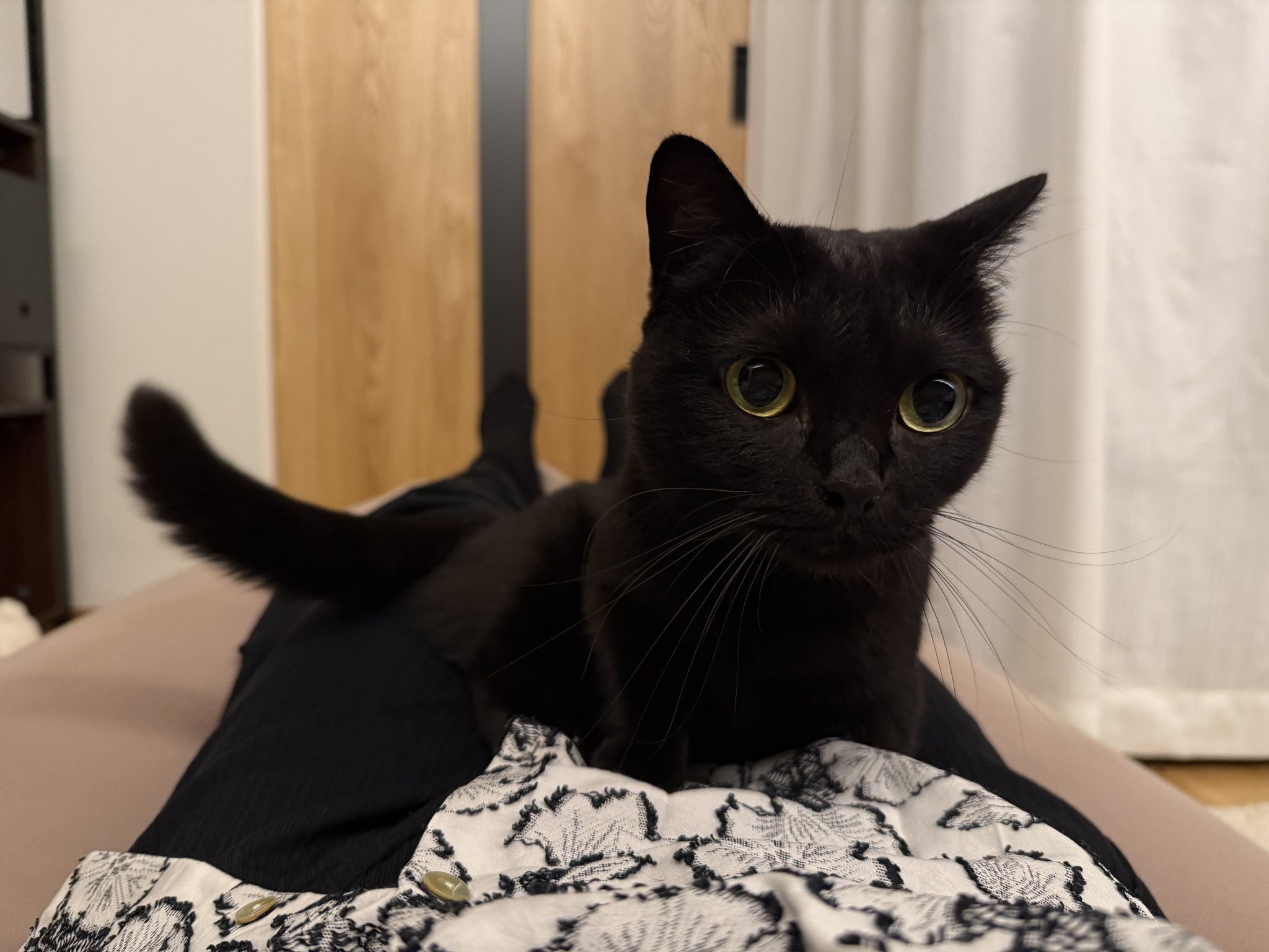 パープル猫さん専用ページ Amazon.co.jp: サン・アロー 魔女の宅急便 黒猫 ジジ M K-8661