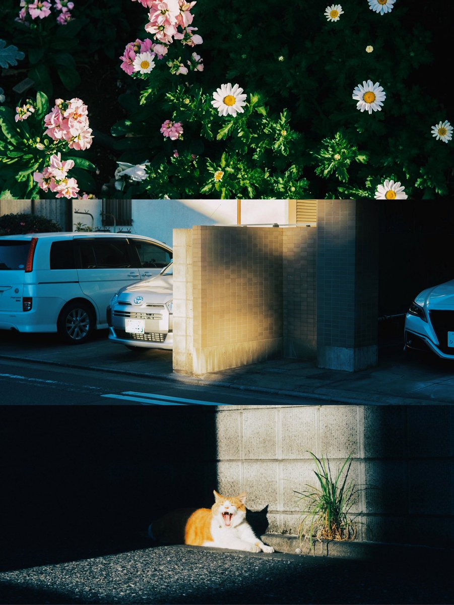 hinamin012's tweet image. life