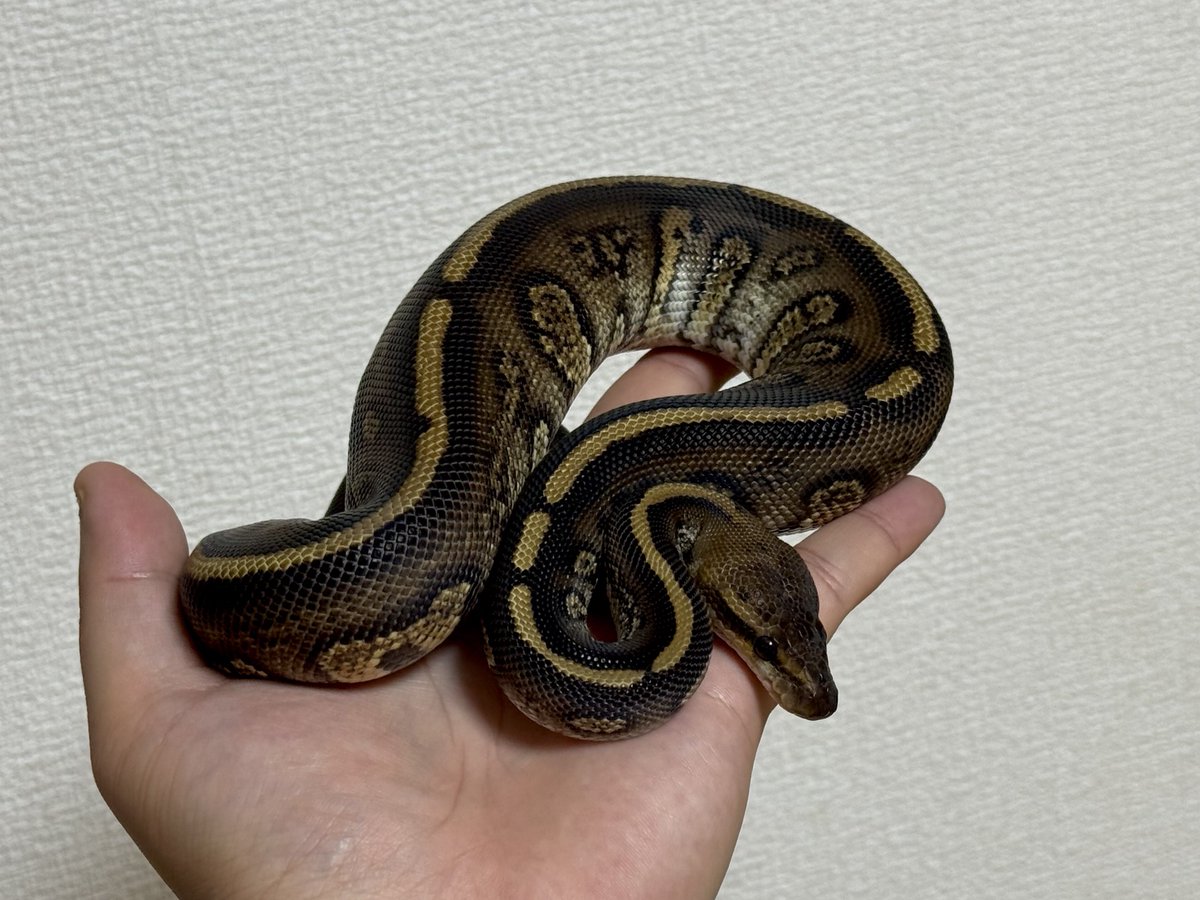 NoMusicNoWutang's tweet image. 来季間に合うか微妙だけど急に爆食なった。
疲れた時にボール触ると癒されるー
Stranger het Clown poss Bongo♂
#06shockwave
#ballpython
