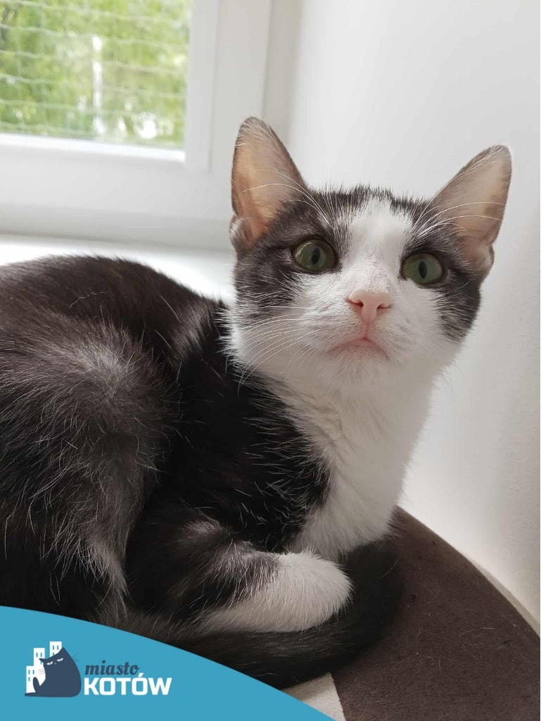 𝗣𝗼𝗱𝗮𝗿𝘂𝗷 𝗗𝗼𝗺 𝗠𝗶𝗲𝘀𝘇𝗰𝘇𝘂𝗰𝗵𝗼𝘄𝗶 🏠

Przyjaciel, który nie liczy na wiele, a który wiele może zaoferować ❣️
Wiesia. Nieco ponad roczna, grafitowa kotka z różowym noskiem.

O adopcji Wiesi chętnie porozmawia Emil, tel. ☎️ 503 157 369