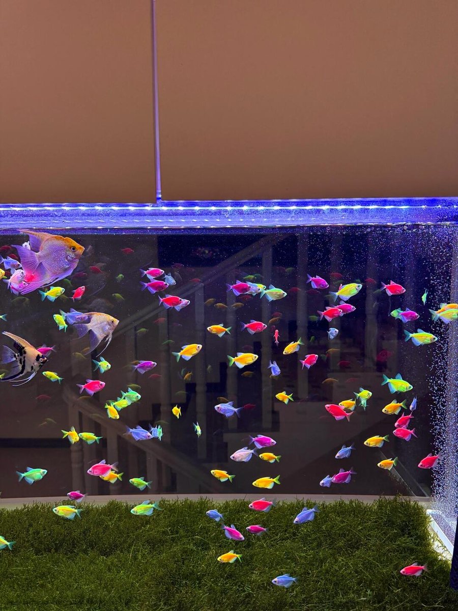Katrina_nee0's tweet image. The tranquility of the night, watching the colorful little fish 🐟💖 in the water, turning the world into a colorful painting 🎨. In this moment, all worries seem to disappear into the water, leaving only clarity and peace 🌟
#UnderwaterWorld #ColorfulVibes #TranquilTime