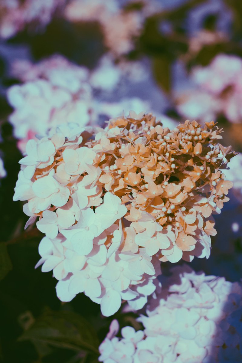 I_am_Bonia's tweet image. Вот и лето прошло #VSCO #vscocam #flowers #colors #weeklyselects @vsco