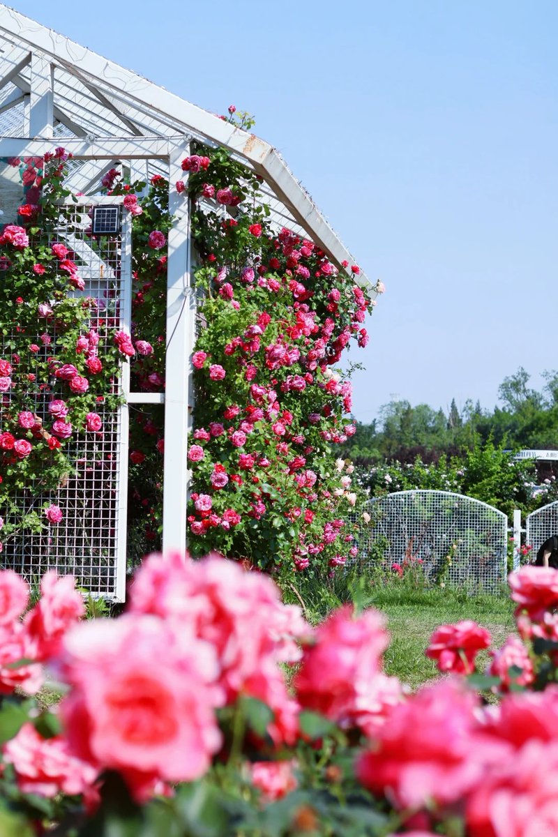 Every morning is a fresh flower, like these roses, embrace the day with grace, color, and endless possibilities. Let kindness and courage be the fragrance that spreads today. 🌹