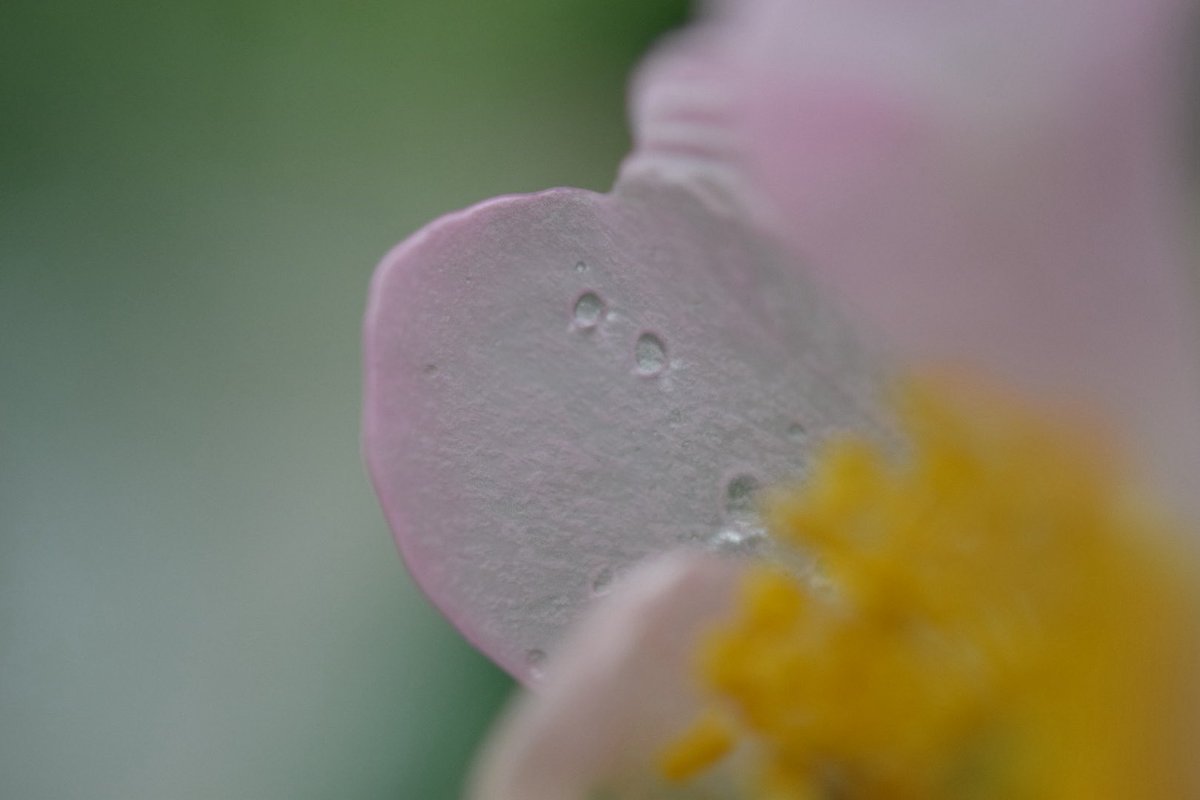 kizi_pigeon's tweet image. #愛用レンズを画像付きで布教する
Nikon AF-S Micro NIKKOR 60mm f/2.8G ED
大好きなマクロレンズ。めっちゃ被写体に寄って撮影できるし、場合によってはちょっと画角が渋いけどテーブルフォトも綺麗。ボケの美しさは適当に撮っても最高で、便利ズームとこのレンズで出かけることが多い