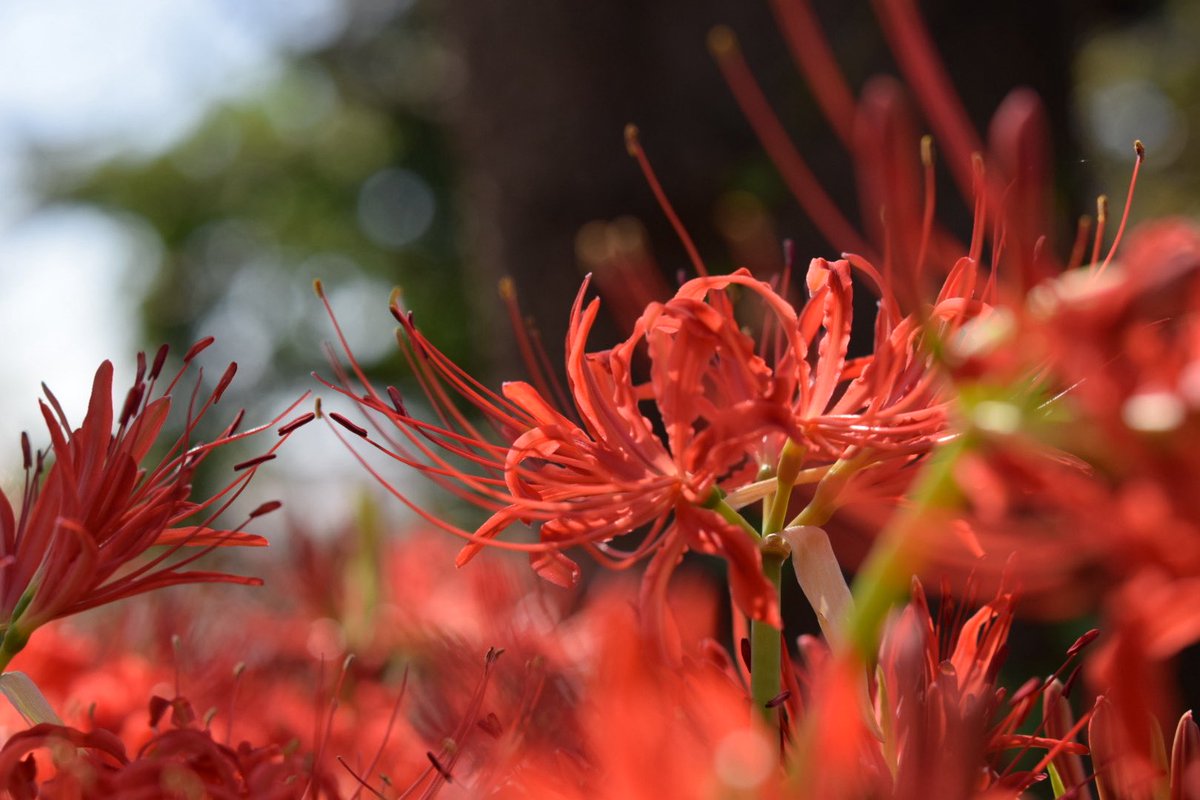 kizi_pigeon's tweet image. #愛用レンズを画像付きで布教する
Nikon AF-S Micro NIKKOR 60mm f/2.8G ED
大好きなマクロレンズ。めっちゃ被写体に寄って撮影できるし、場合によってはちょっと画角が渋いけどテーブルフォトも綺麗。ボケの美しさは適当に撮っても最高で、便利ズームとこのレンズで出かけることが多い