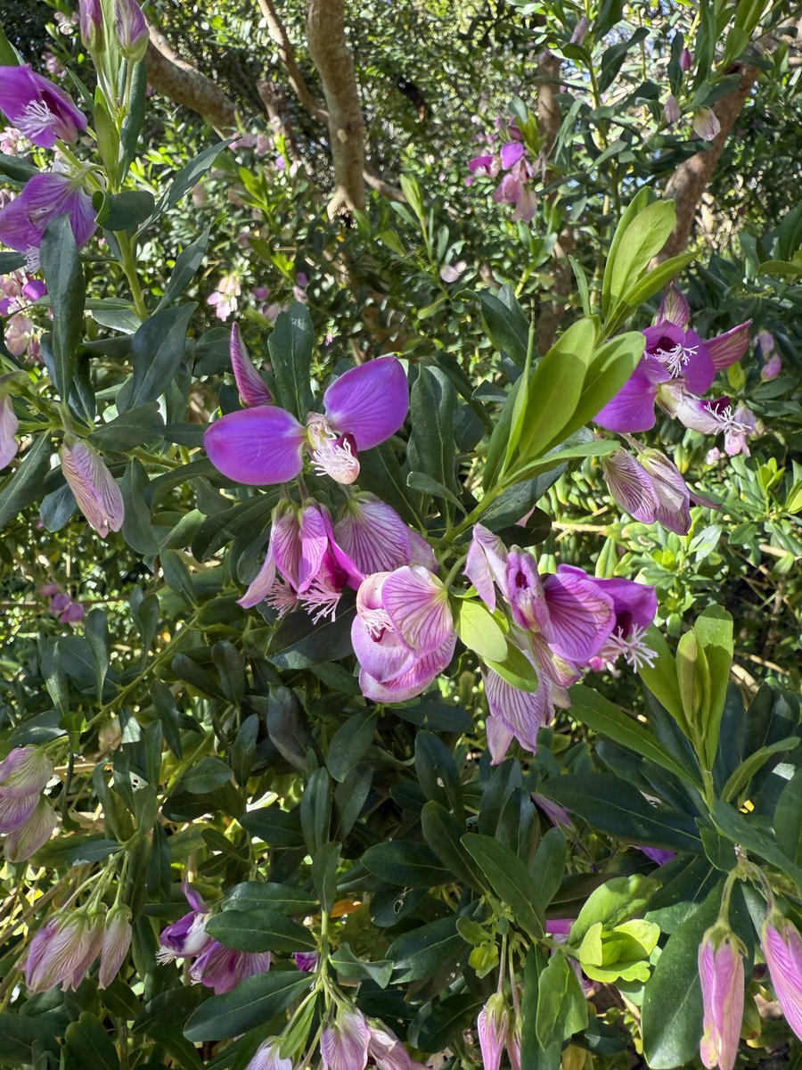 JudeStevens's tweet image. Lots of Polygala myrtifolia about at the moment for #WildWednesday 💜💚 #wildflowers