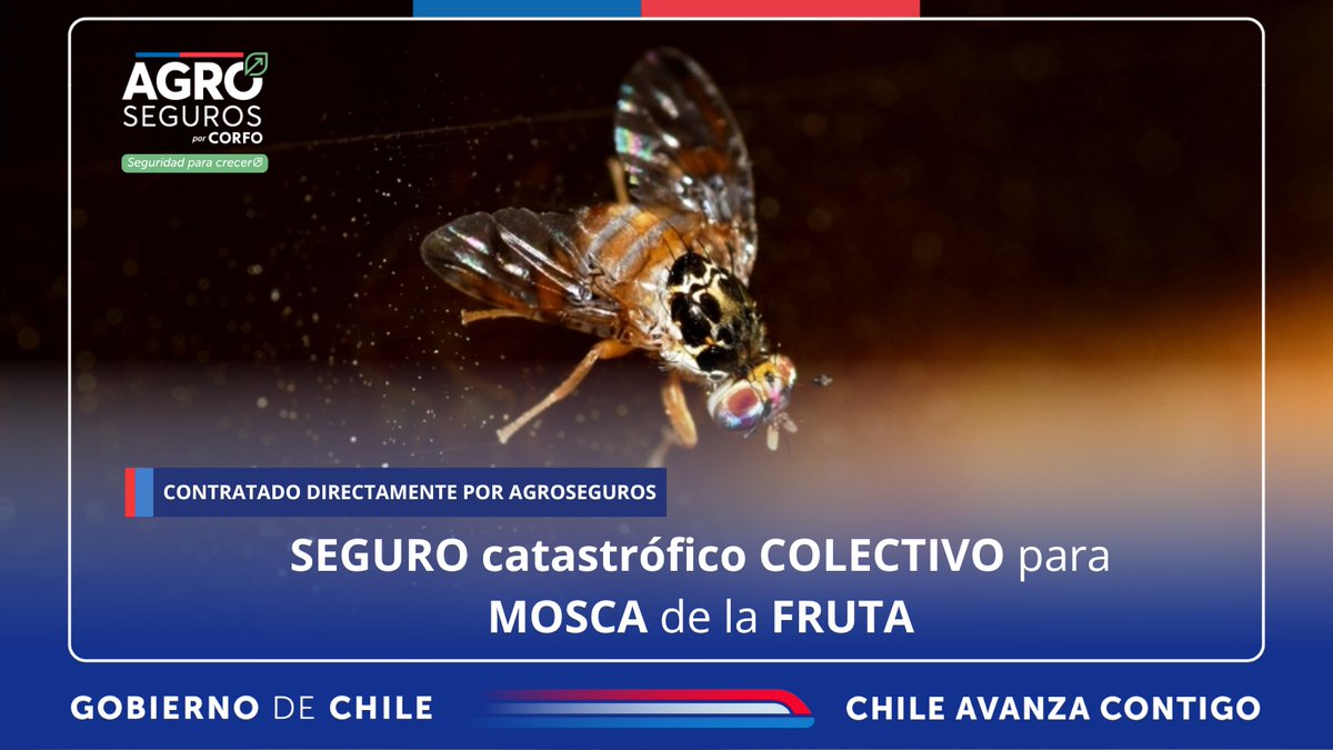 ⚠️ATENCIÓN 

Agroseguros, entidad ligada a la <a href="/Corfo/">Corfo</a> &amp; <a href="/MinagriCL/">Ministerio de Agricultura de Chile 🇨🇱</a> contrató una póliza anual para asegurar a los/as productores/as de frutas y hortalizas hospederas de mosca de la fruta.  

*Considera nuevos brotes a partir del 13 de mayo del 2025.  

Info➡️bit.ly/45vQMnG