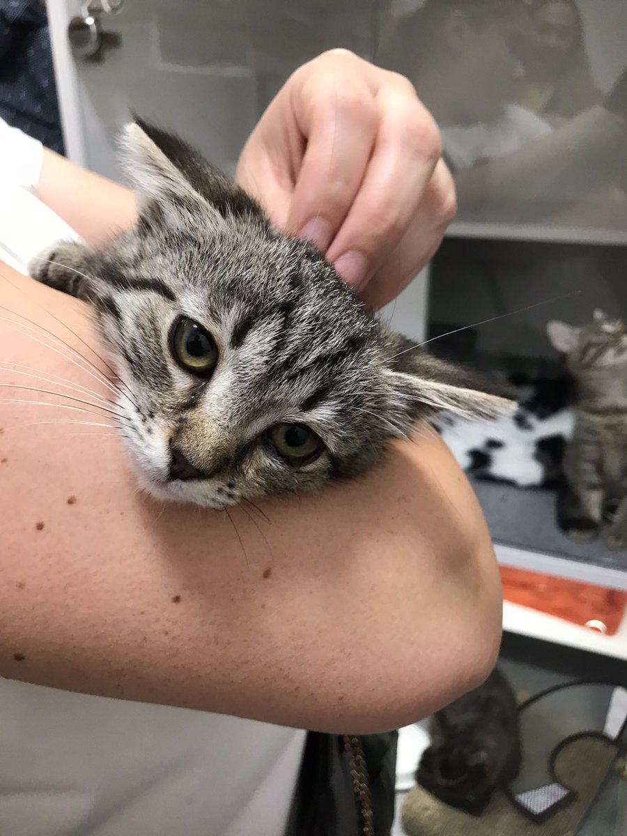 Тернопіль 
Кішка Динька шукає люблячі руки 
Перебуває в котоготелі Пет Гарден 
 Кошенятко вже проліковане, очка вдалось врятувати, здорове і активне малятко😃
Вік 2-2,5 місяці
 До лоточка привчена
Подаруйте дім!!!