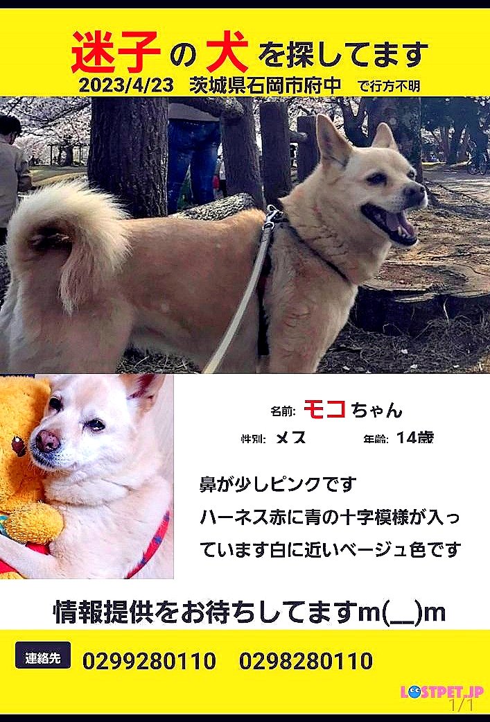 #拡散希望RPご協力お願い致します  🙏
＃茨城県迷子犬
🐶モコちゃん🐶
＃迷子犬 ＃迷い犬 ＃保護犬 ＃目撃 ＃保護
＃茨城県 ＃石岡市 ＃府中 ＃かすみがうら市 ＃国道6号下稲吉
拡散にご協力お願いします🙏🙇