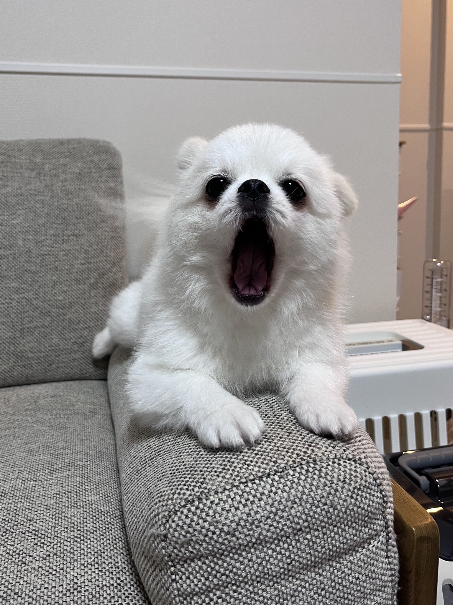 蝶と犬 蝶と犬 Yahoo!オークション - Z/X ゼクス 蝶ヶ崎ほのめ イラスト
