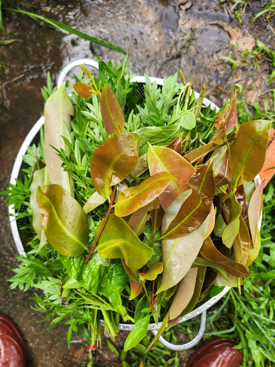 manmath4's tweet image. They are totally organic and growth by its own nature.