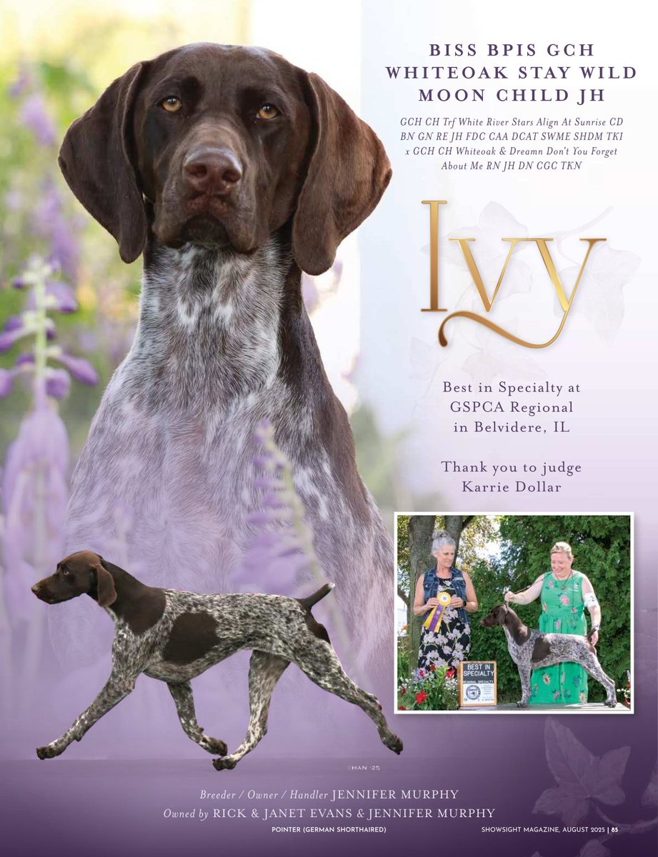 Showsight's tweet image. BISS BPIS GCH WHITEOAK STAY WILD MOON CHILD JH

Hello Ivy⭐

Breeder / Owner / Handler: Jennifer Murphy
Owned by: Rick &amp;amp; Janet Evans &amp;amp; Jennifer Murphy

showsightmagazine.com/dog-breeds/ger…

#germanshorthairedpointer #purebred #dogshow #dogshow2025 #bestinshow #bestinshowsight #showsightmag