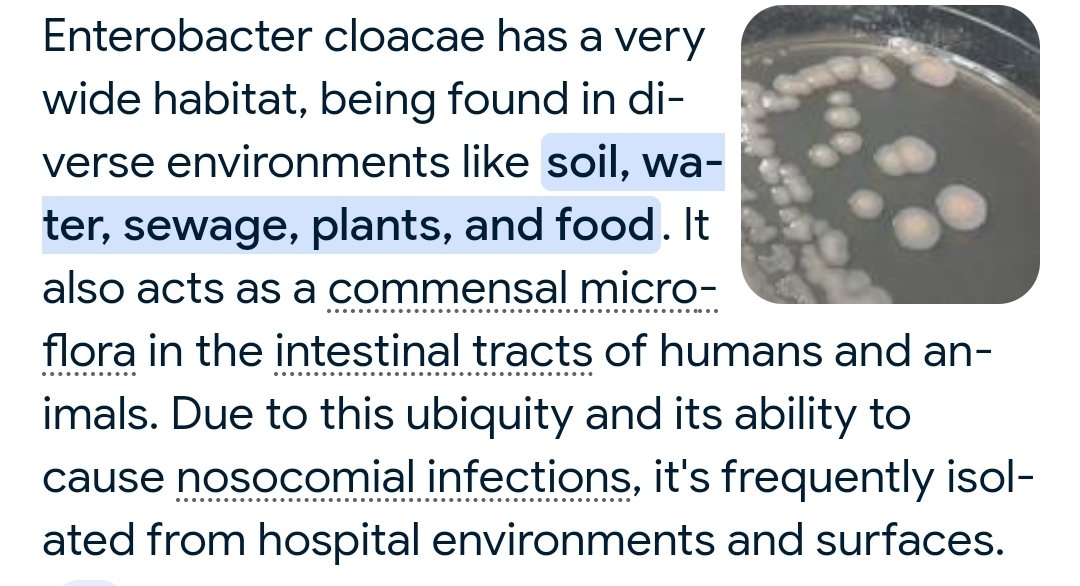 Dari jenis2 bakteri yg terkonfirmasi mencemari MBG dan menjadi penyebab intoksikasi, Enterobacter cloacae patut digaris bawah, cetak miring dan tebal karena flora normal Enterobacter adalah intestin alias usus besar mamalia termasuk manusia.

Jika terjadi intoksikasi seperti ini