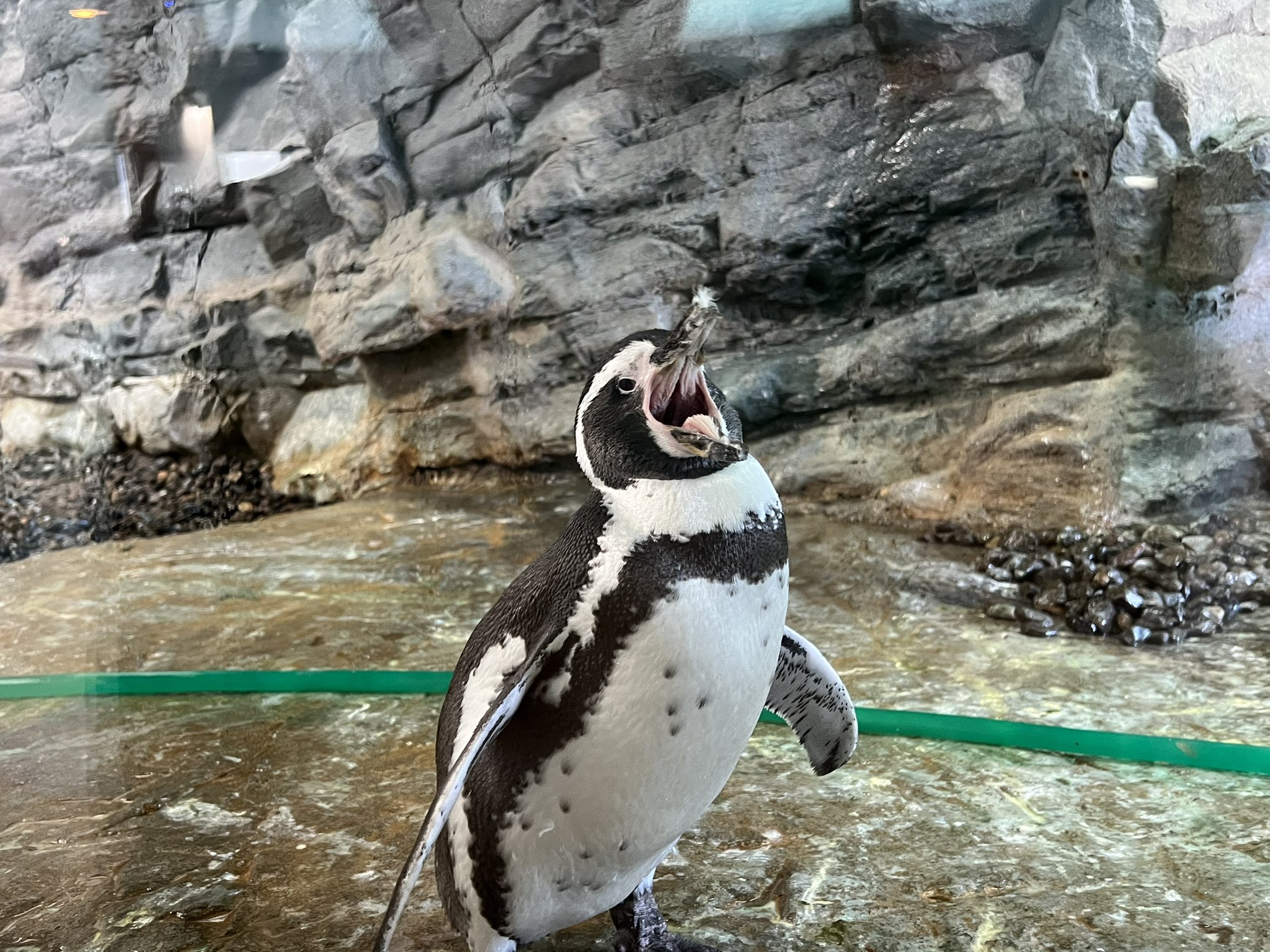 ペンギン ドミニオンペンギン❤︎世界唯一見られるDOMINION PENGUIN アドベンチャーワールド 公式 on X: 