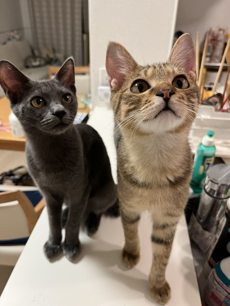 たまらーーーーーーん！！！