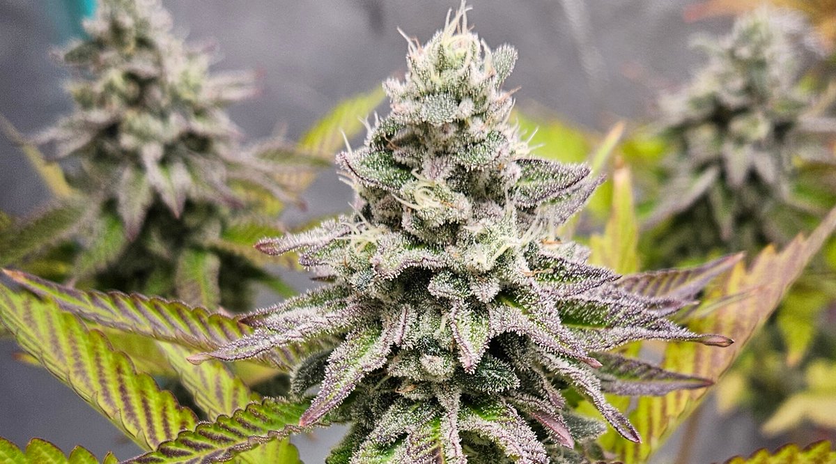 420Farming's tweet image. Nova 91 X OC Runtz - @irvineseedco
#cannabisculture #growyourown