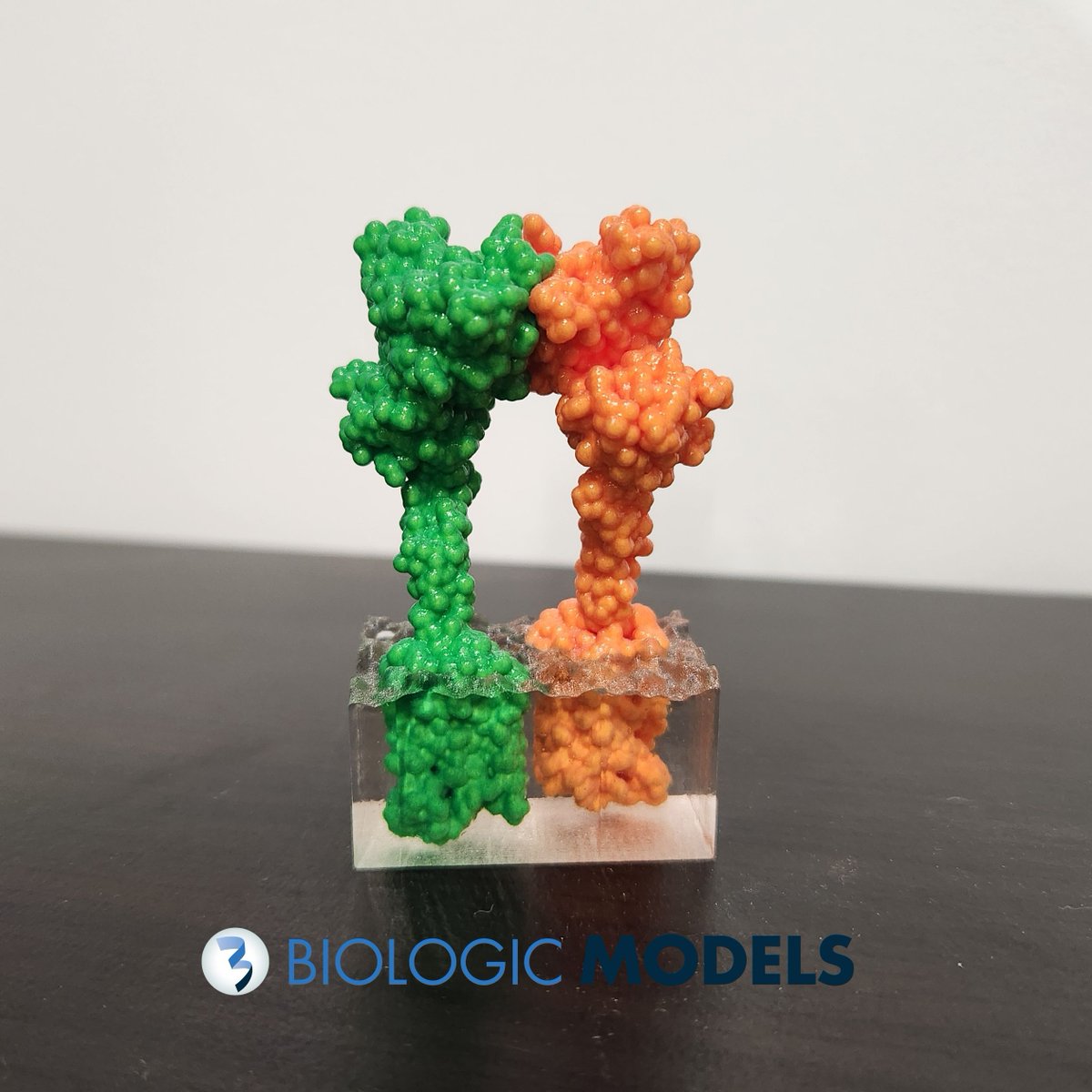BiologicModels's tweet image. Here are two glutamate receptors mounted inside a plasma membrane. Combining both receptors in the transparent membrane allows viewers to see the full length of the receptors while also displaying the them vertically. Submit a #3DPrint request at buff.ly/8x5f0BS