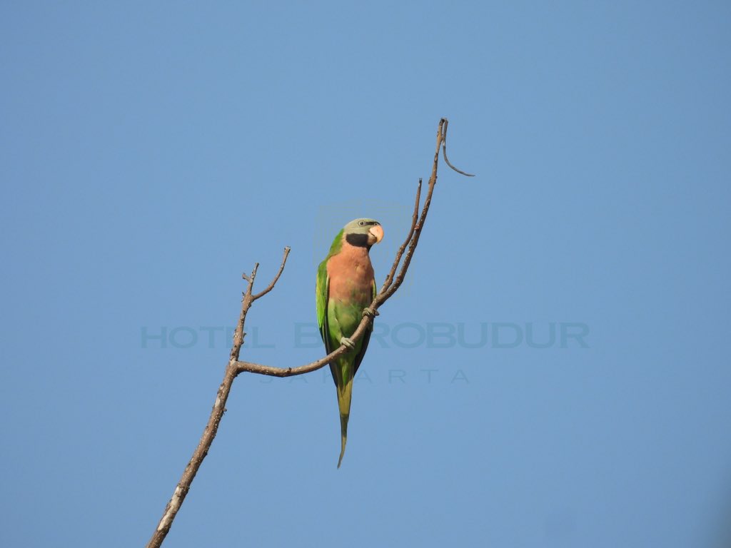 🌿 A rare guest at our urban oasis! 🌿
Spotted during CapNature: the Burung Betet (Long-tailed Parakeet) 🦜 — a near-threatened species enjoying the fresh air at Hotel Borobudur Jakarta.

#HotelBorobudurJakarta #DiscoverTheNaturalTreasure