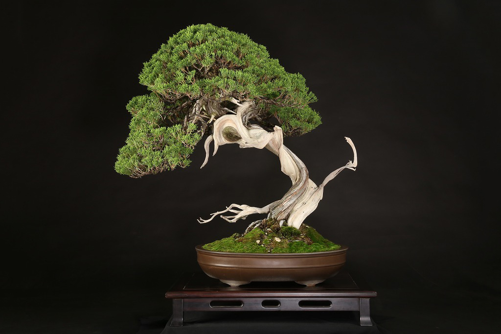 白交趾(水盤)　植木鉢 白交趾(水盤) 植木鉢 gardening-03036 セラミック製 植木鉢