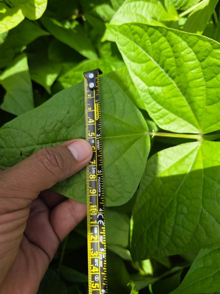 We've been working with an organic dry bean grower in Durango, Mexico. They report never-before-seen leaf size and the number of flowers per plant has broken their record!

AEA Protocol included:
✅ BioCoat Gold™ + SeedFlare™
✅ Accelerate™
✅ 2 nutritional foliars (based on