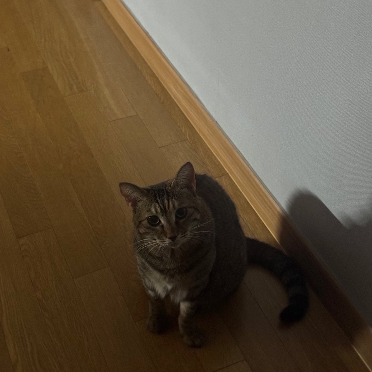 난 우리집 고양이가

이렇게 쳐다보면 너무 미안해짐

차라리 화를 내… 그런표정으로 보지마