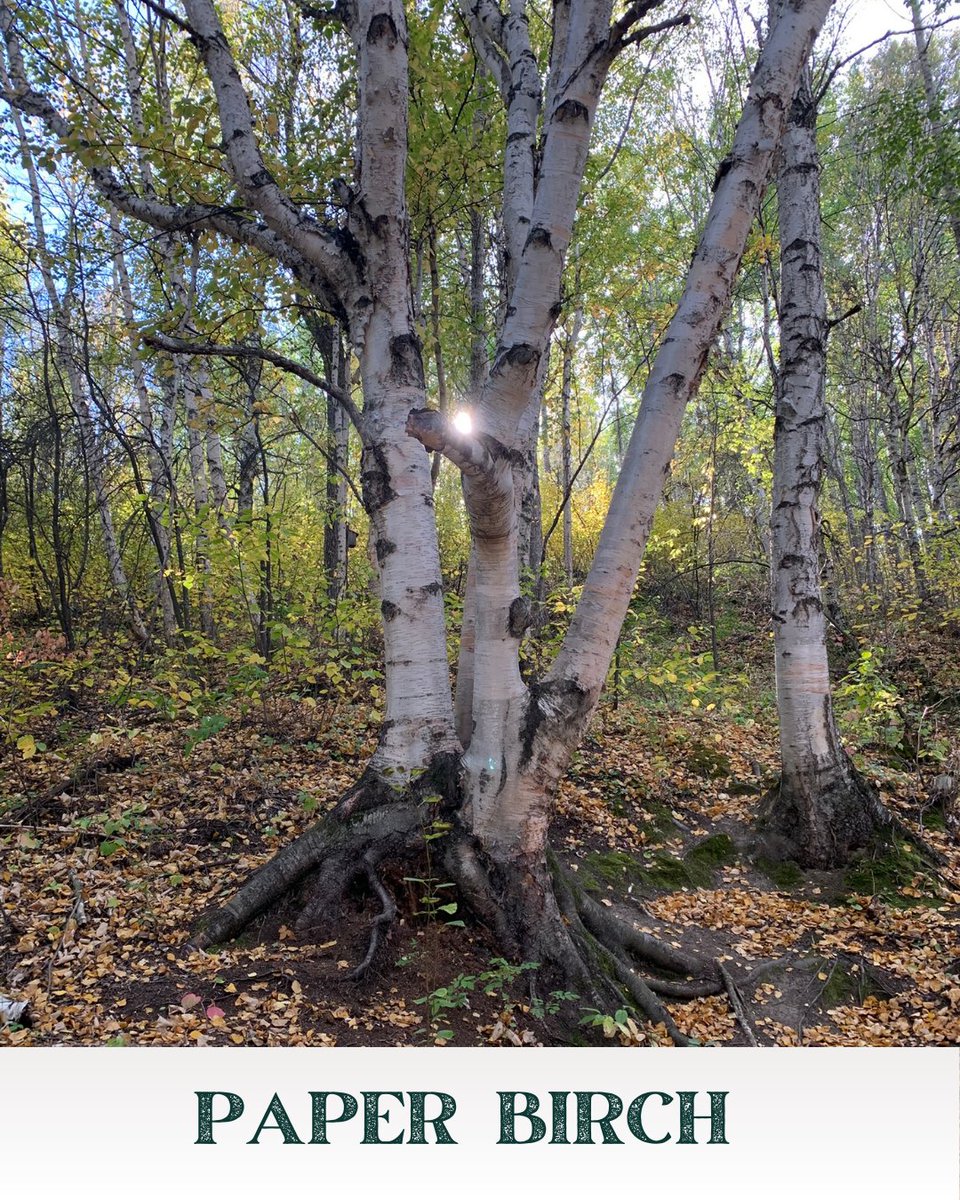 Today on #nationaltreeday we are paying tribute to the paper birch. Throughout history Betula papyrifera has arguably been one of the most useful trees, from its bark to its sap. It has truly been generous in its gifts. Today let's show our appreciation and go give it a hug.