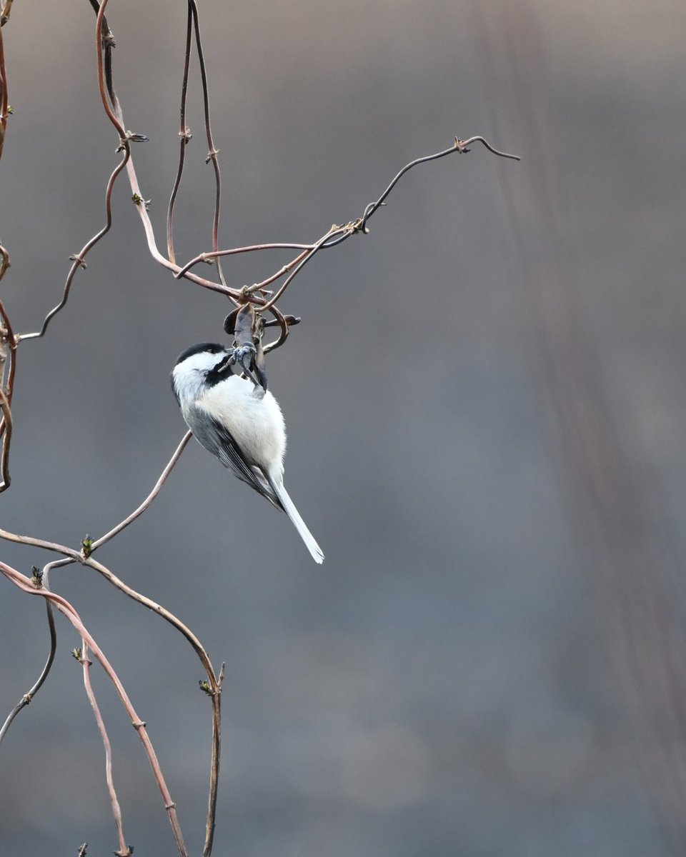 Eastern Shore Land Conservancy tweet media