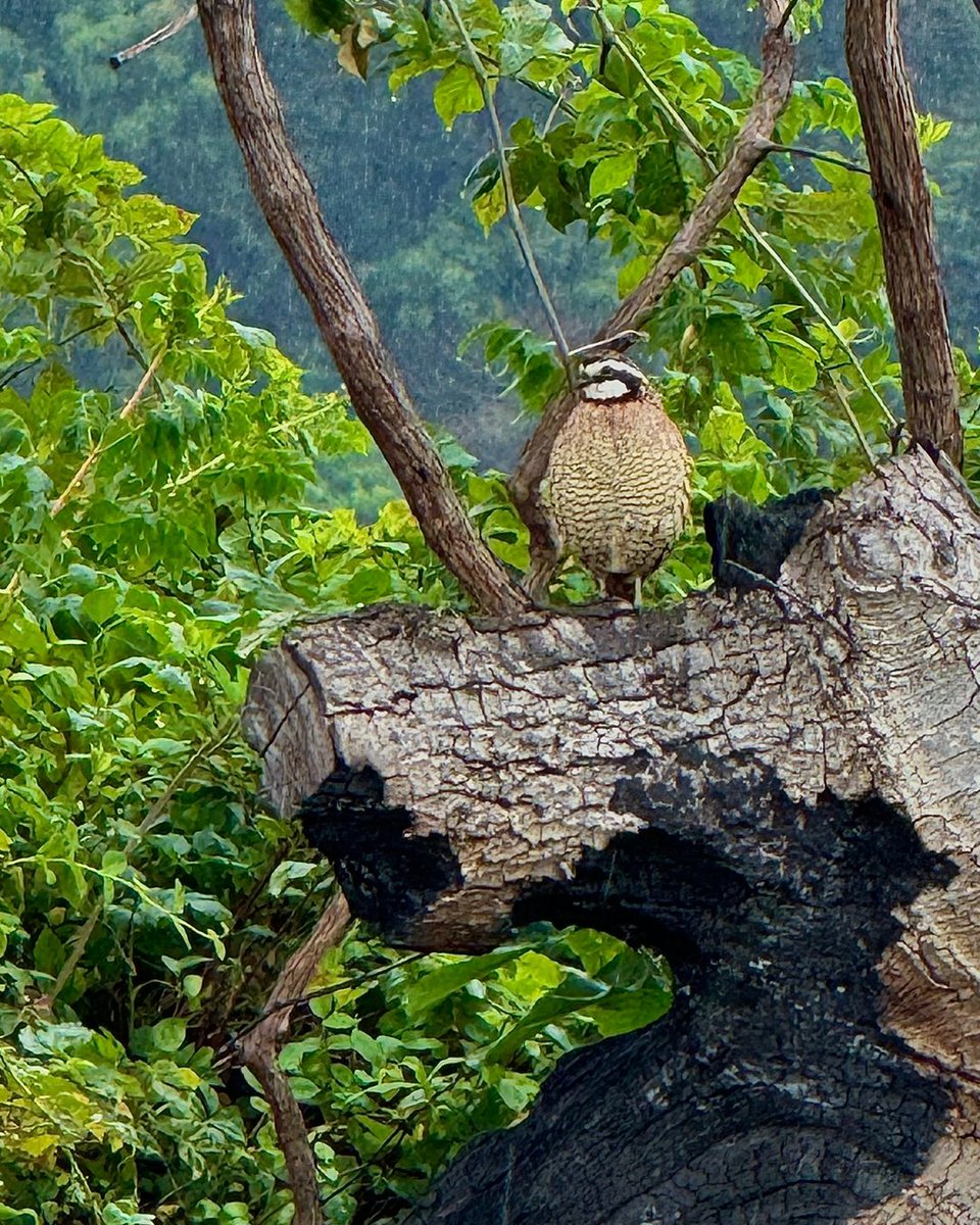 Eastern Shore Land Conservancy tweet media