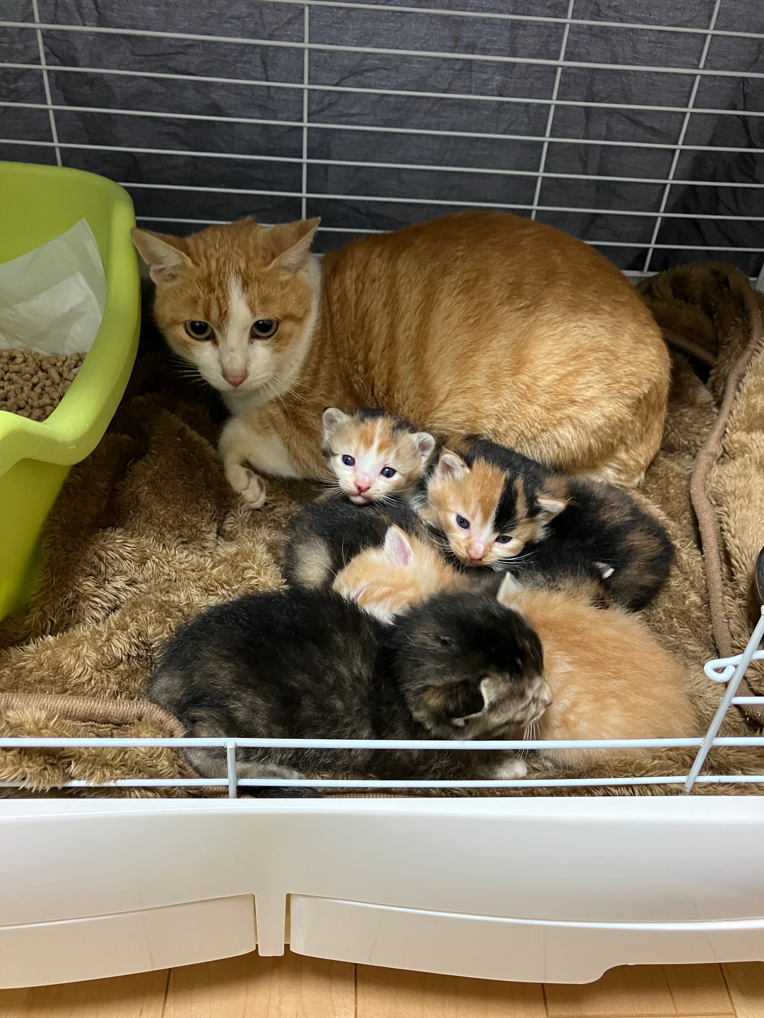 野良猫 舞洲で「横切った猫」たち 不安を打ち明ける暇はありませんで