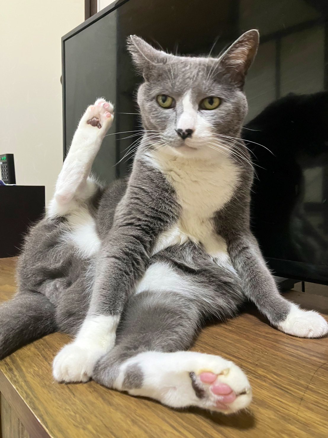ねこ Amazon.co.jp: 【獣医師監修】 Petpia 猫 トンネル 玩具