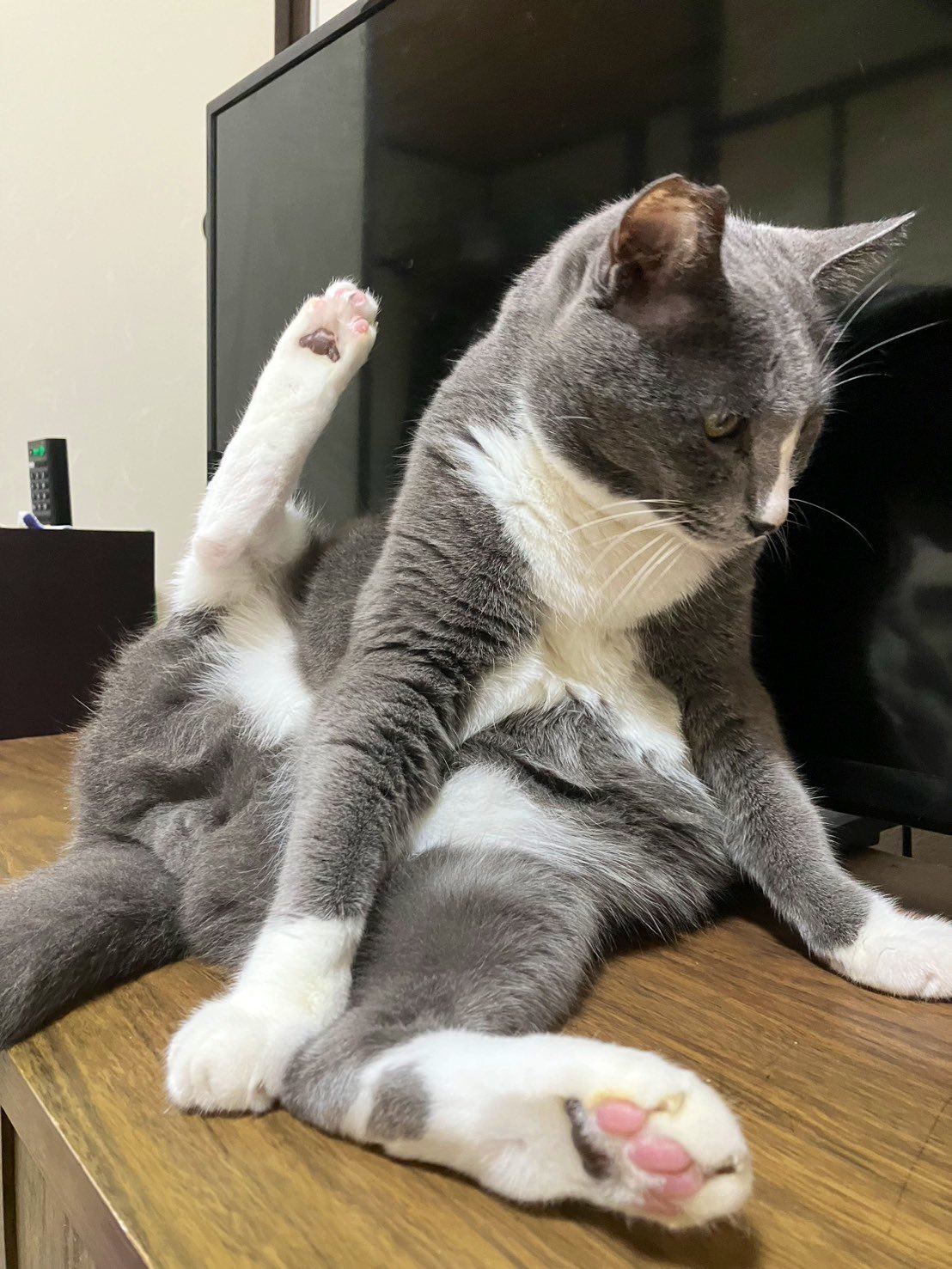 猫　毛づくろい Lily on X: 