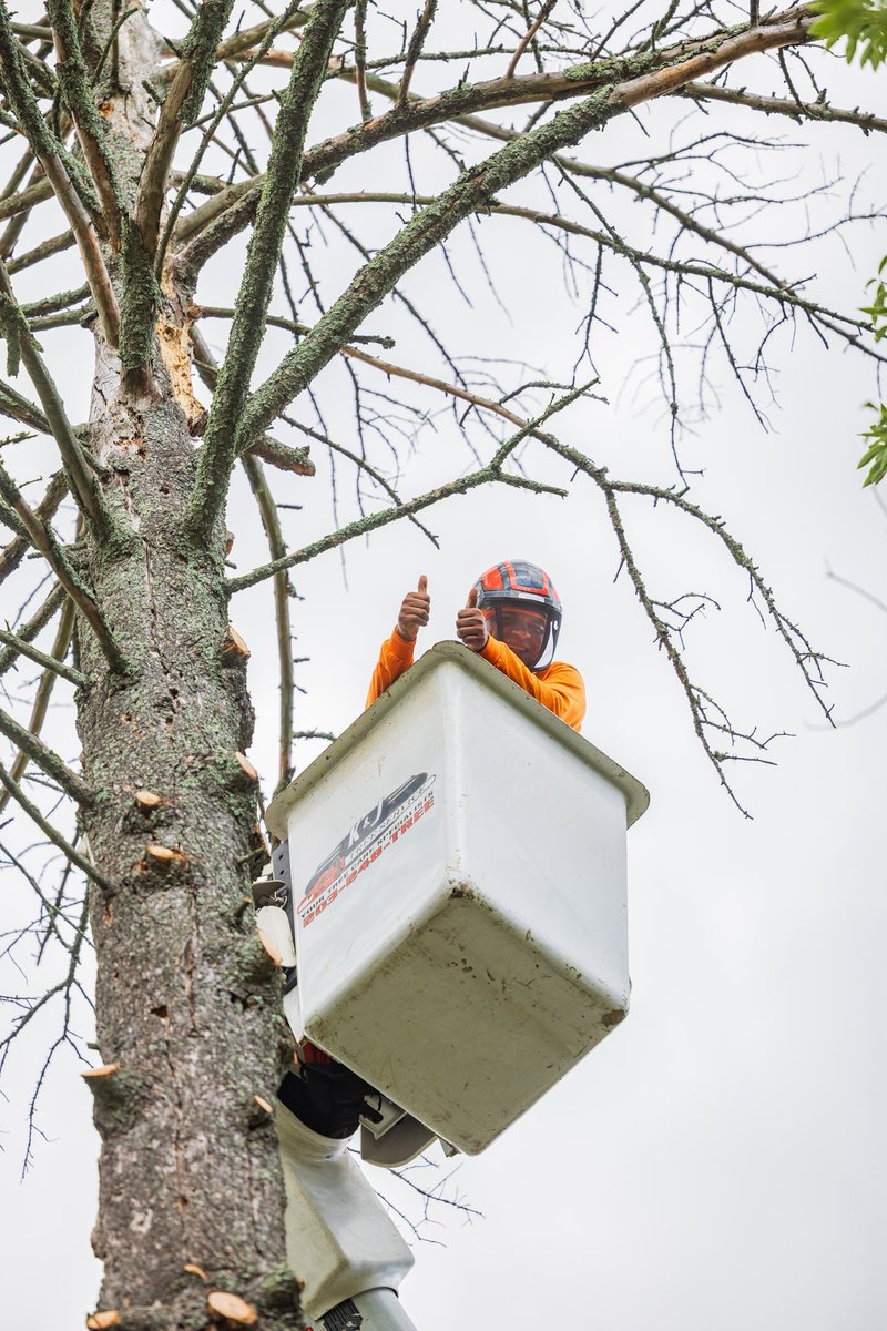 KJTreeService's tweet image. Two thumbs up for hump day 🐪👍
-
-
-
#KJTreeService #CTTreeService #treeservice #arborist #treeremoval #treecare #treework #treelife #treeclimber #chainsaw #treetrimming #stumpgrinding #stumpgrinder #CTtrees #ConnecticutTrees #HamdenCT #NewHavenCounty #FairfieldCounty
#coupons…