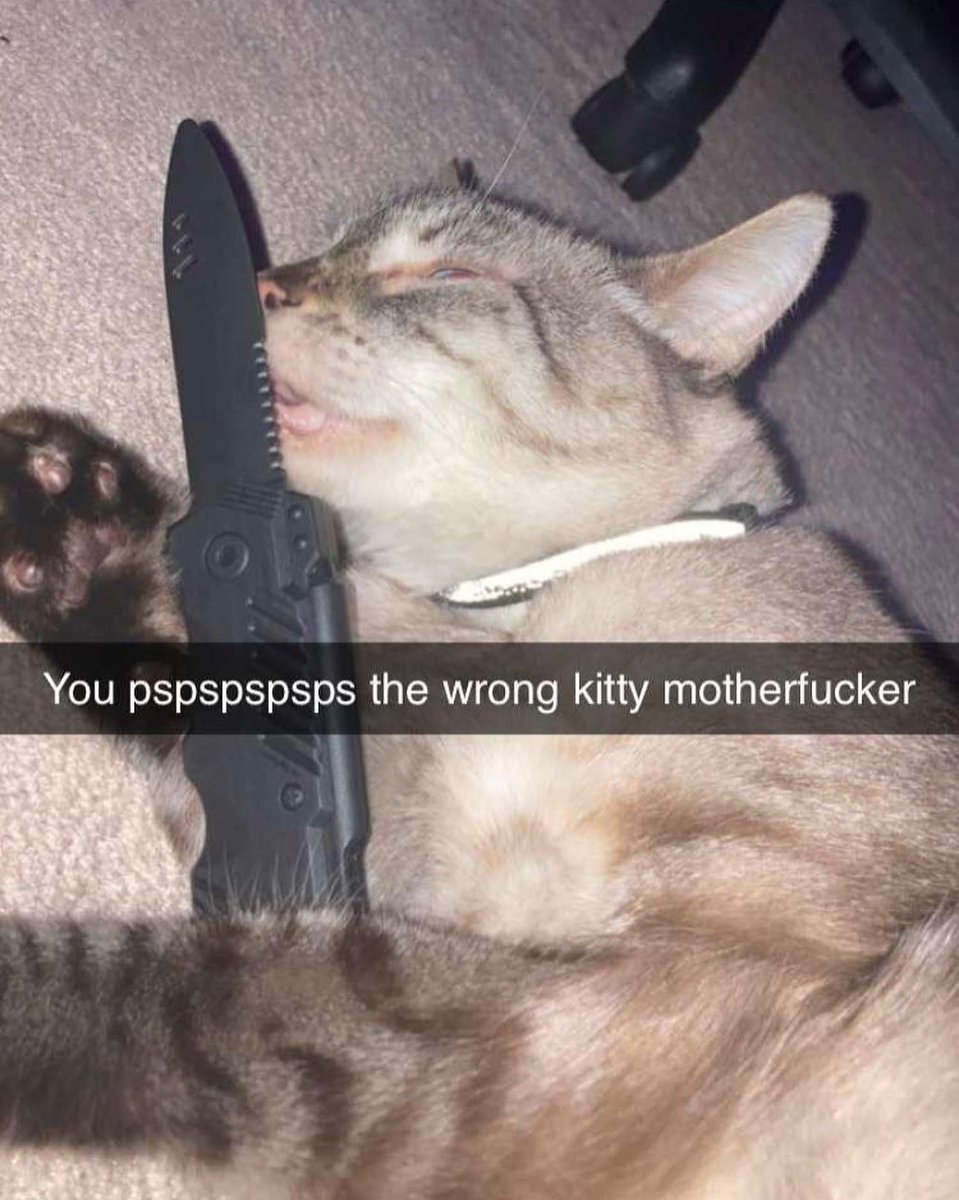 #TheOnlyTrendIFollow is collecting pspspspspsps memes 😻