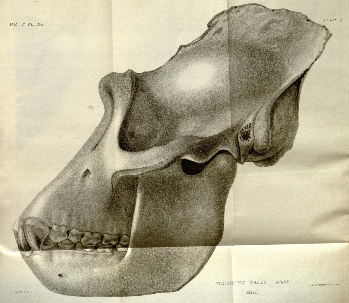 BioDivLibrary's tweet image. The 1st scientific description of the gorilla was published in 1847 by American physician Thomas Staughton Savage & naturalist Jeffries Wyman in the Proceedings of the Boston Society of Natural History. #WorldGorillaDay #sciart #apes #skull #illustrations biodiversitylibrary.org/page/32267712