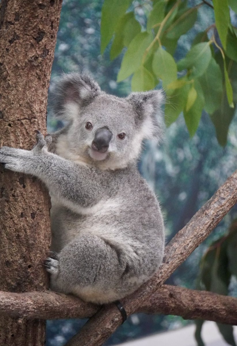 gorogoro_panpan's tweet image. 🐨🌎＜ぼく、よくイケメンって言われるんだよね〜！(  ｰ̀֊ｰ́ )︎︎︎︎オウキくんは〜？

🐨🌸＜オウキはなぁ、よぉドスコイって言われんねん！それってイケメンってことやんなぁ！(ﾑｼｬｧ）

#平川動物公園 #アース #王子動物園 #オウキ