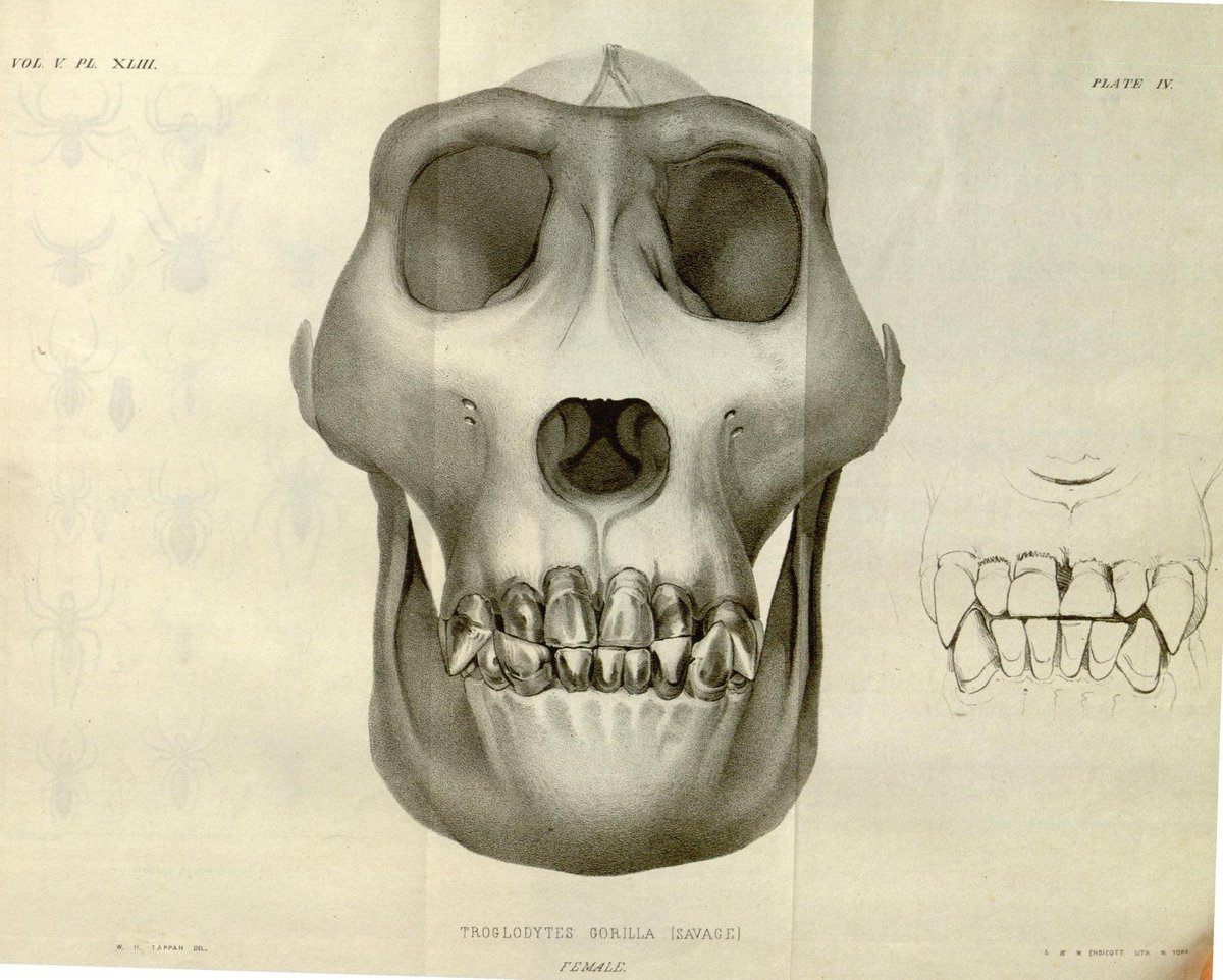 BioDivLibrary's tweet image. The 1st scientific description of the gorilla was published in 1847 by American physician Thomas Staughton Savage & naturalist Jeffries Wyman in the Proceedings of the Boston Society of Natural History. #WorldGorillaDay #sciart #apes #skull #illustrations biodiversitylibrary.org/page/32267712