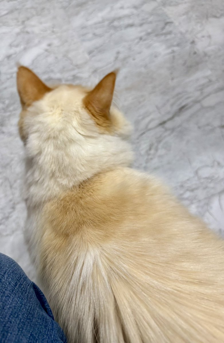 もっち様確認 086262005340846+ | 6262 | FPC/FFC用コネクタ | コネクタ