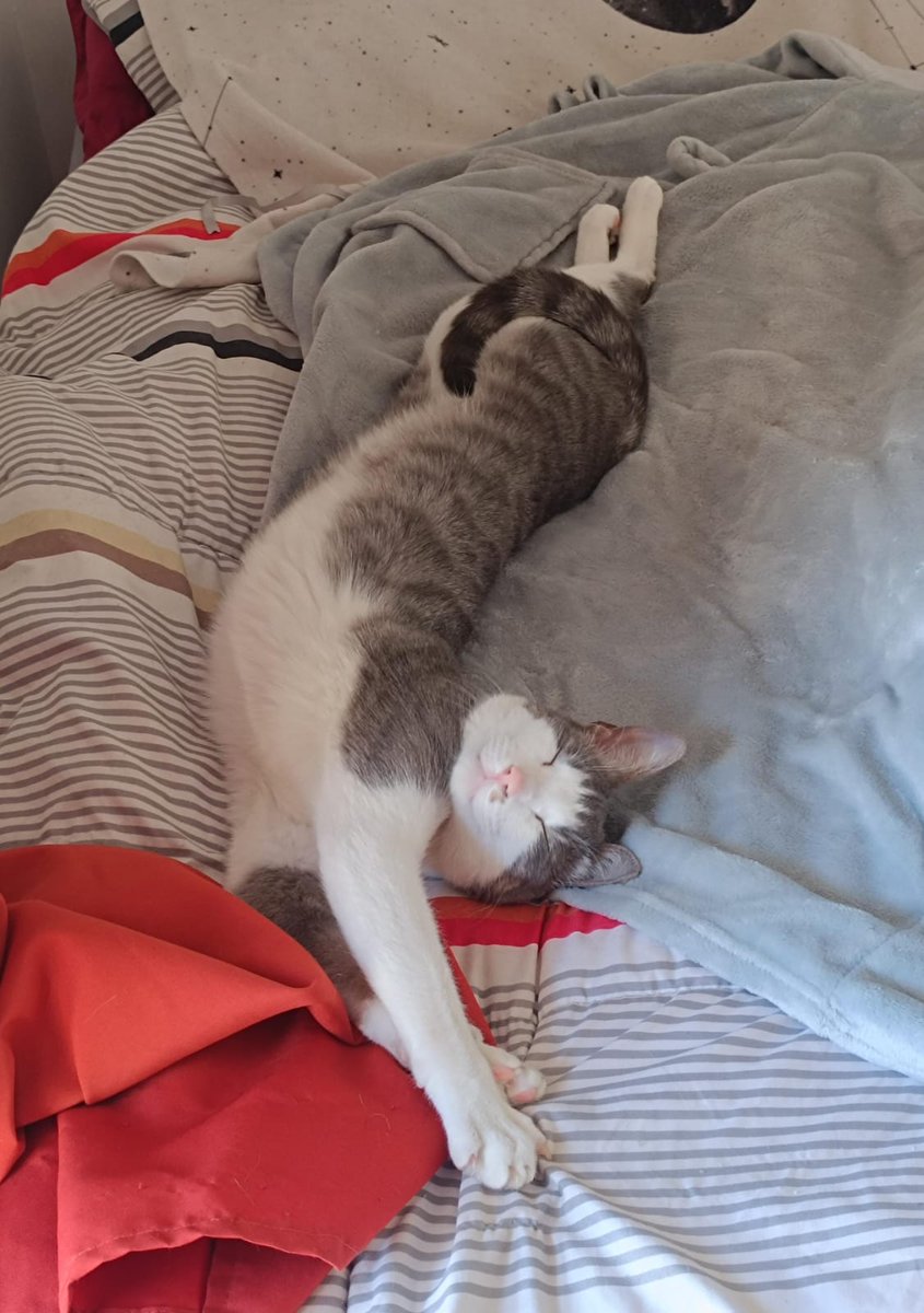 ani__ce's tweet photo. feliz cumple #4 al gatito más rosa y gede del litoral https://t.co/fyvLquWqjn