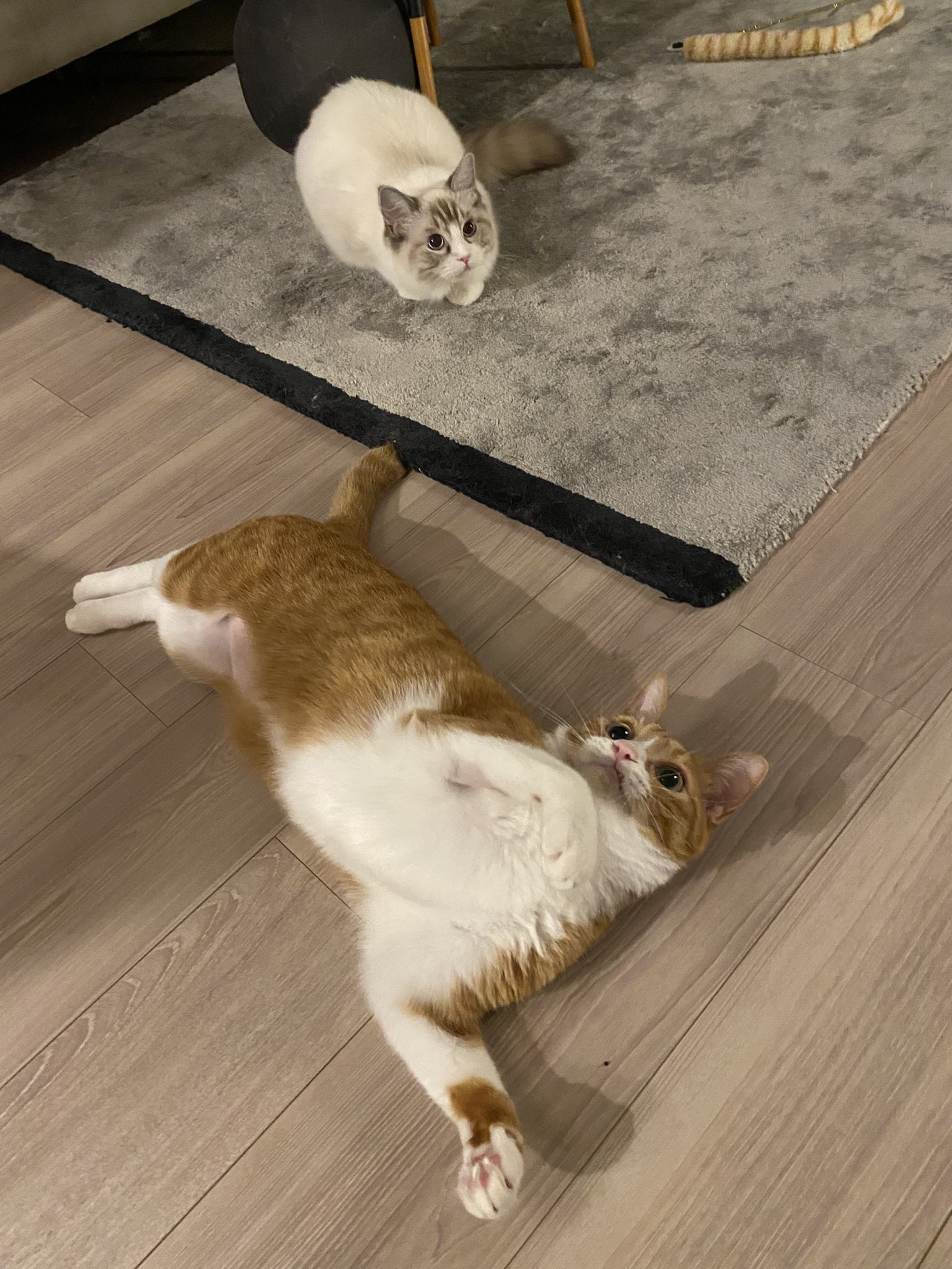 ♡1周年記念SALE♡じゃれねこちゃんとべっこう風　茶とら ♡1周年記念SALE♡じゃれねこちゃんとべっこう風 茶とら 1