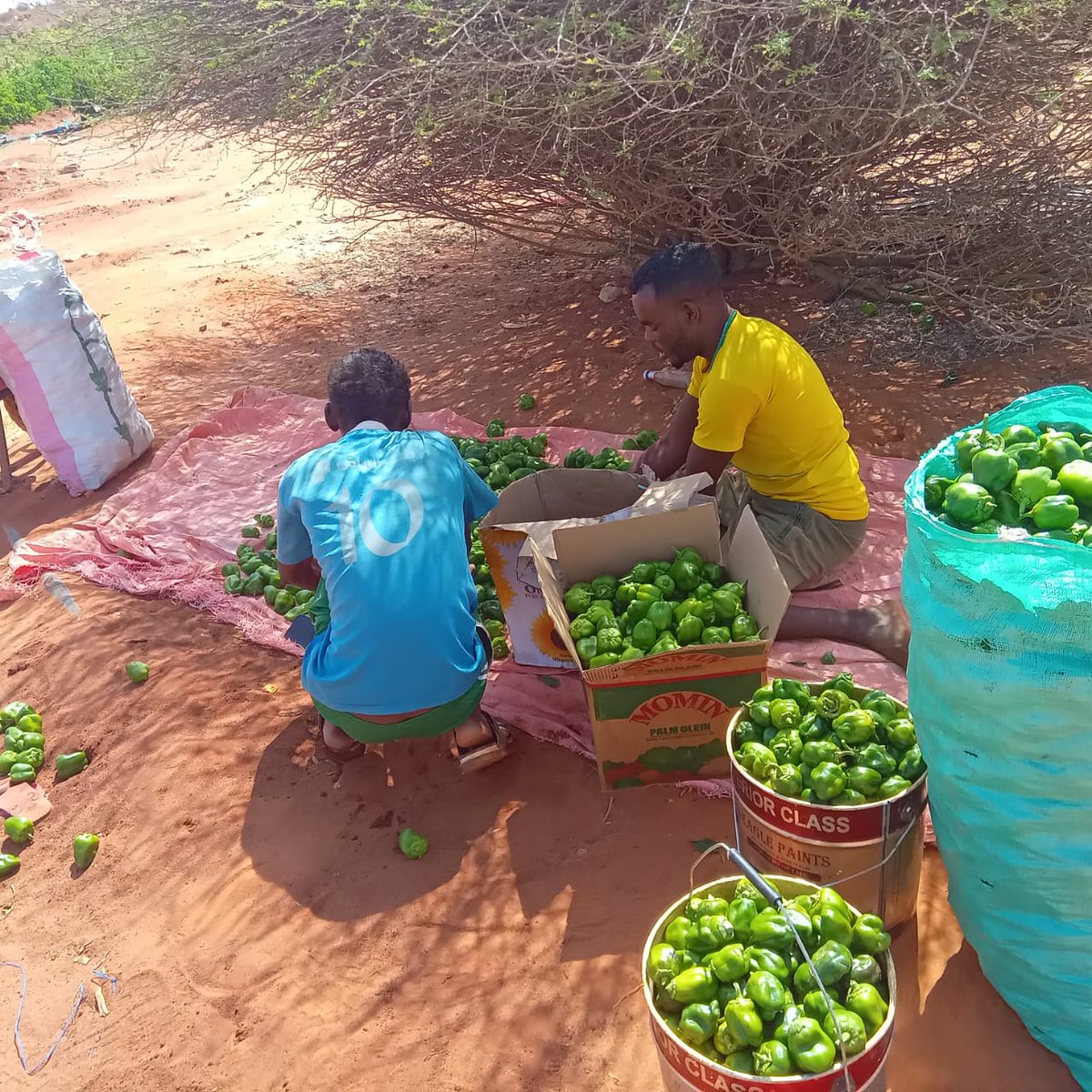 SDCSOM's tweet image. 🌶️✨ In #Bursaalax, @SDCSOM farmers harvested capsicum, graded, sorted &amp;amp; packed for local markets. Thanks to the dedication of farmers, support from @WFPSomalia &amp;amp; local stakeholders, climate-smart practices are strengthening food systems &amp;amp; resilience.
#FoodSecurity #Resilience