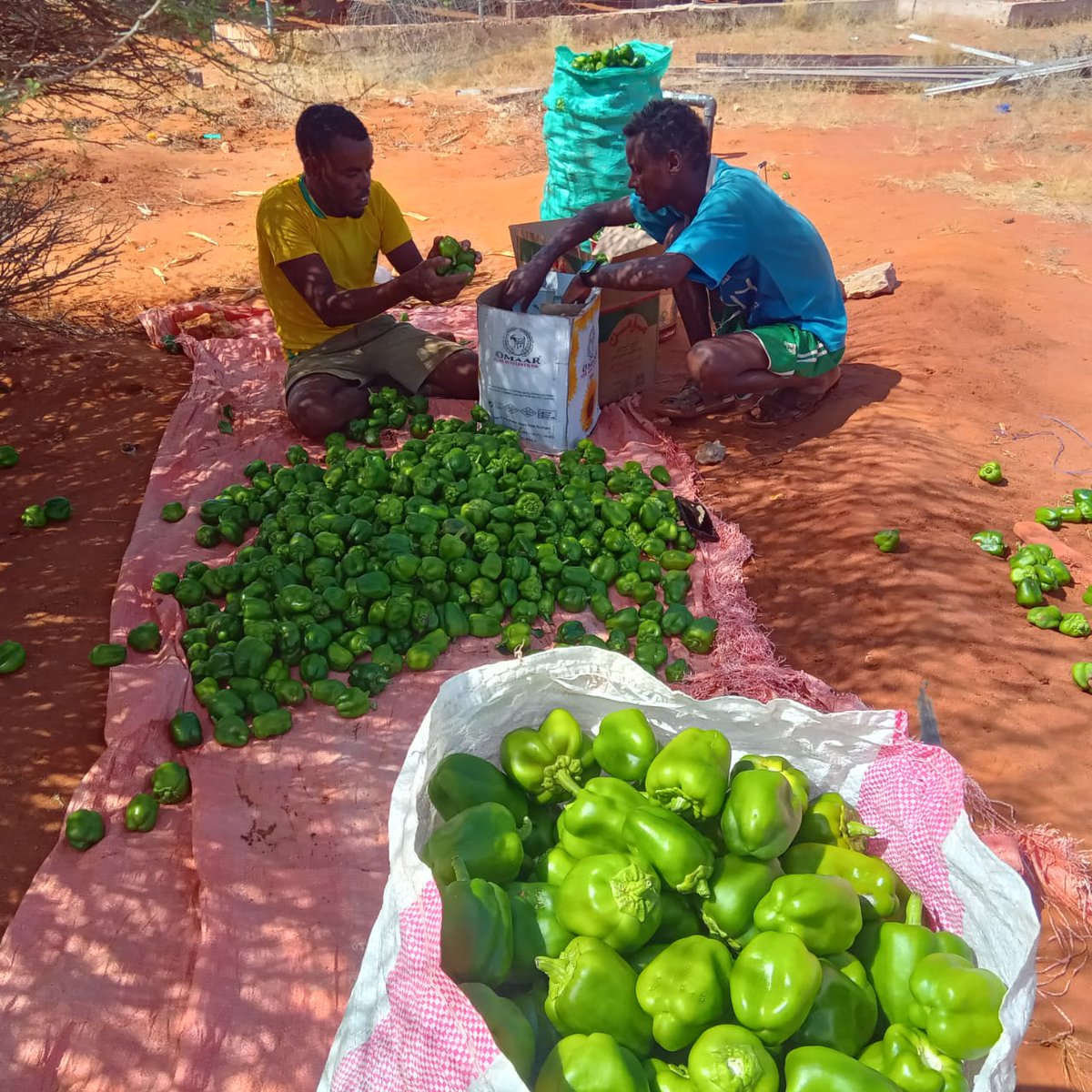 SDCSOM's tweet image. 🌶️✨ In #Bursaalax, @SDCSOM farmers harvested capsicum, graded, sorted &amp;amp; packed for local markets. Thanks to the dedication of farmers, support from @WFPSomalia &amp;amp; local stakeholders, climate-smart practices are strengthening food systems &amp;amp; resilience.
#FoodSecurity #Resilience