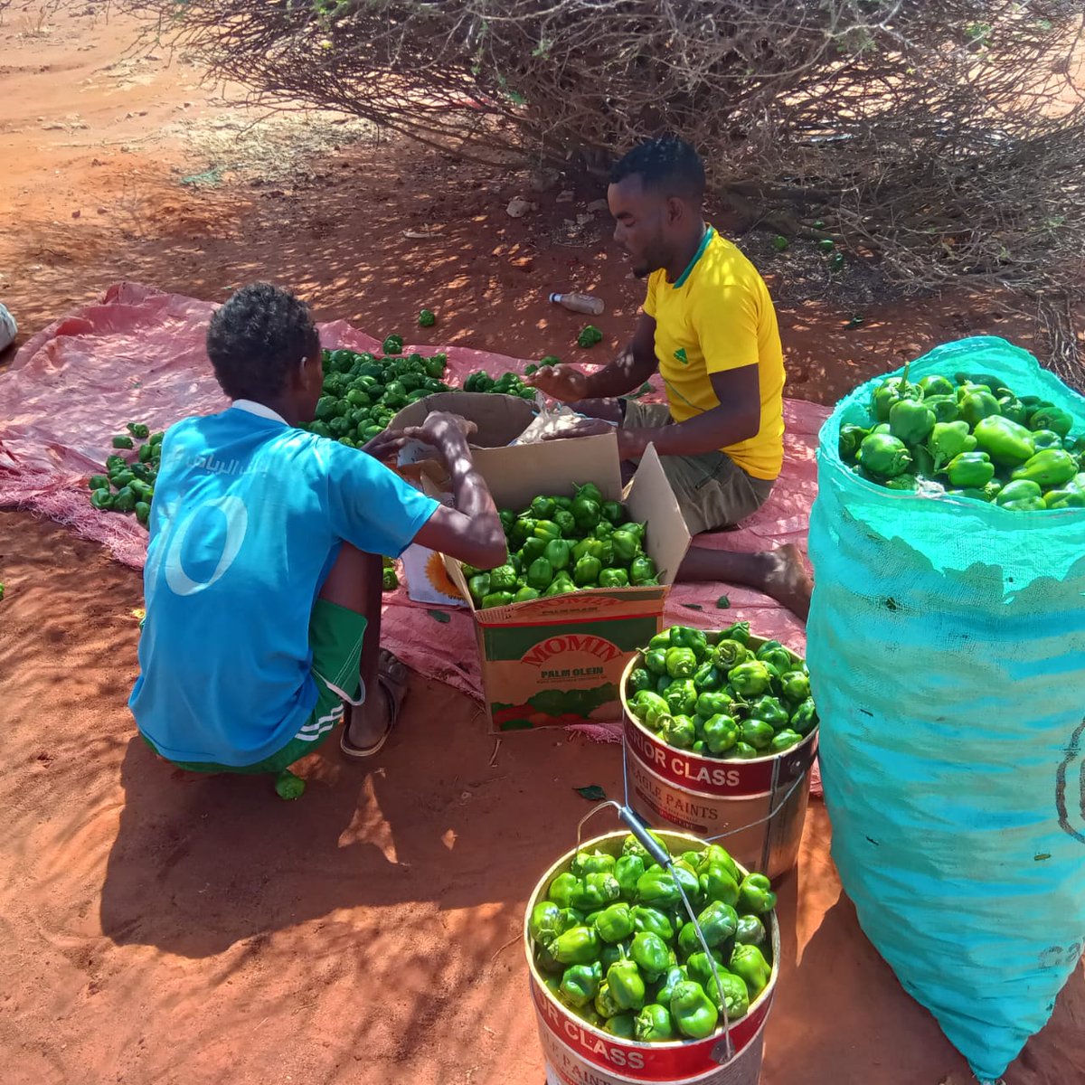 SDCSOM's tweet image. 🌶️✨ In #Bursaalax, @SDCSOM farmers harvested capsicum, graded, sorted &amp;amp; packed for local markets. Thanks to the dedication of farmers, support from @WFPSomalia &amp;amp; local stakeholders, climate-smart practices are strengthening food systems &amp;amp; resilience.
#FoodSecurity #Resilience