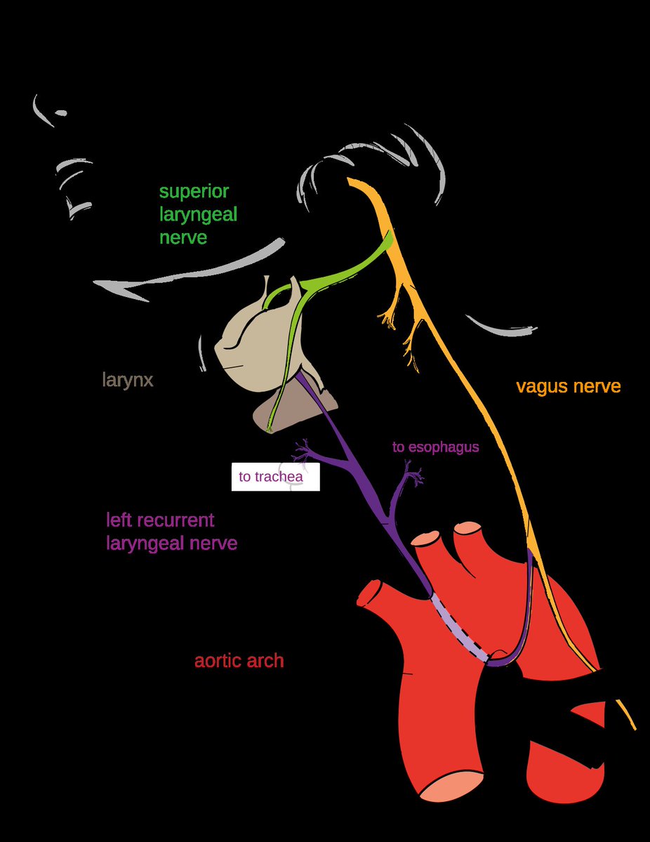 moultano's tweet image. Anatomy is full of cables that were connected 3 hundred million years ago and are tied in knots because they can never be disconnected.