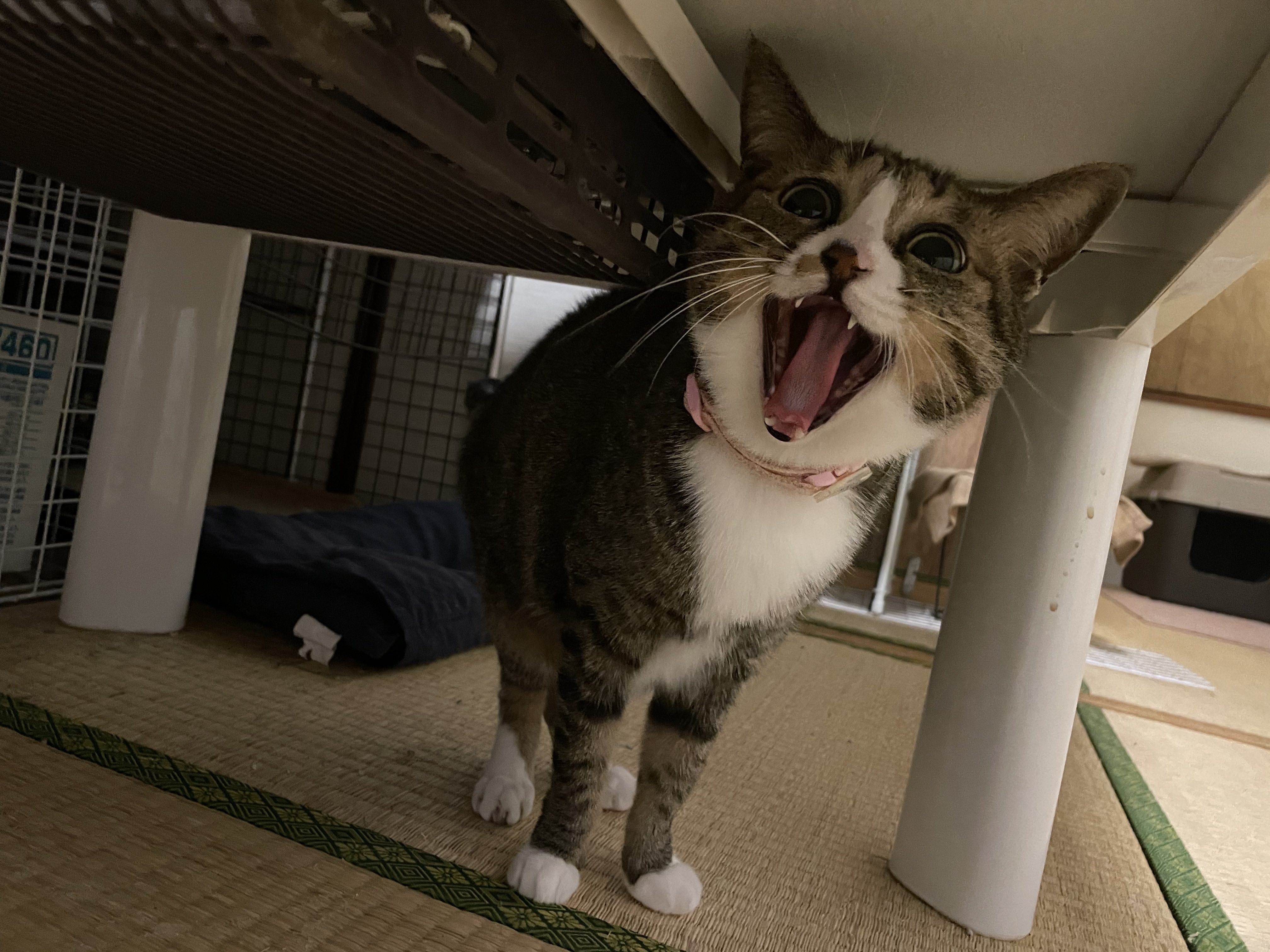 猫チキ！ にゃんちくだいすきくらぶ on X: 