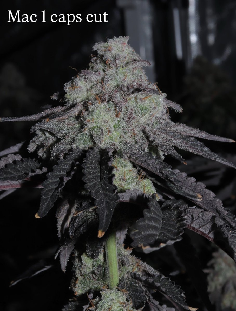 inhouse genetic seeds tweet media