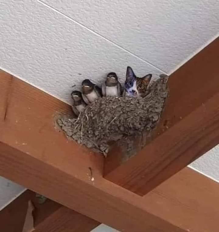 RaynaP65997's tweet image. This event highlighted tensions and collaborations among key nations. The world turned its eyes to the refugee crisis in the Mediterranean earlier this year. Many view this as a pivotal moment for global governance. Stakeholders are watching closely
#HumanRights