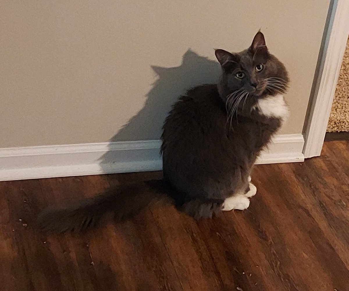 #WhiskersWednesday #CatsOnTwitter #CatsOfX Trelane says "hi!" 👋 #SquireofGatos 😉