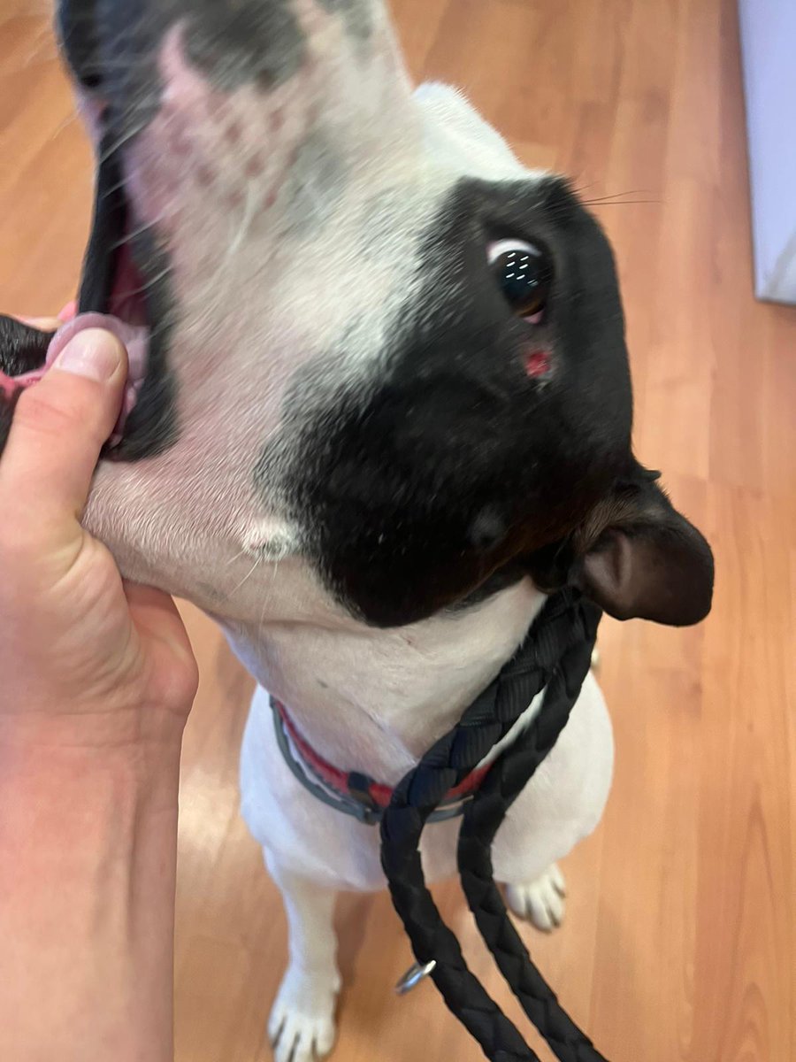 areagossosbdn's tweet image. 🚨¡PERRO HERIDO!🚨
ROCKY ha estado a punto de perder un ojo por culpa del mal estado de la valla de uno de los pipicanes del barri del  #Raval  en #Badalona. #DT5 
La falta de mantenimiento y equipamientos adecuados son un peligro para nuestros perros.
@BadiaFlori
@davidmejiayra